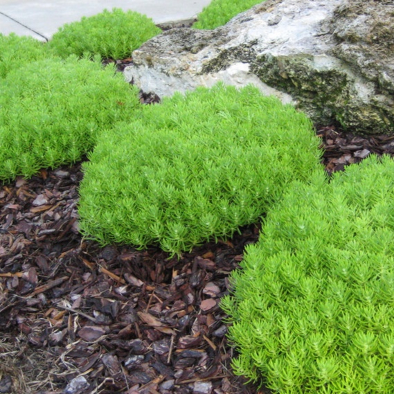 sedum+-+lemon+coral+3.jpg