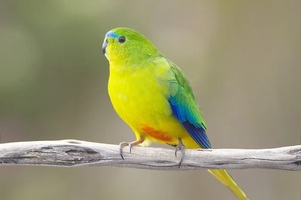 Orange-bellied Parrot — DIFFICULT BIRD RESEARCH GROUP