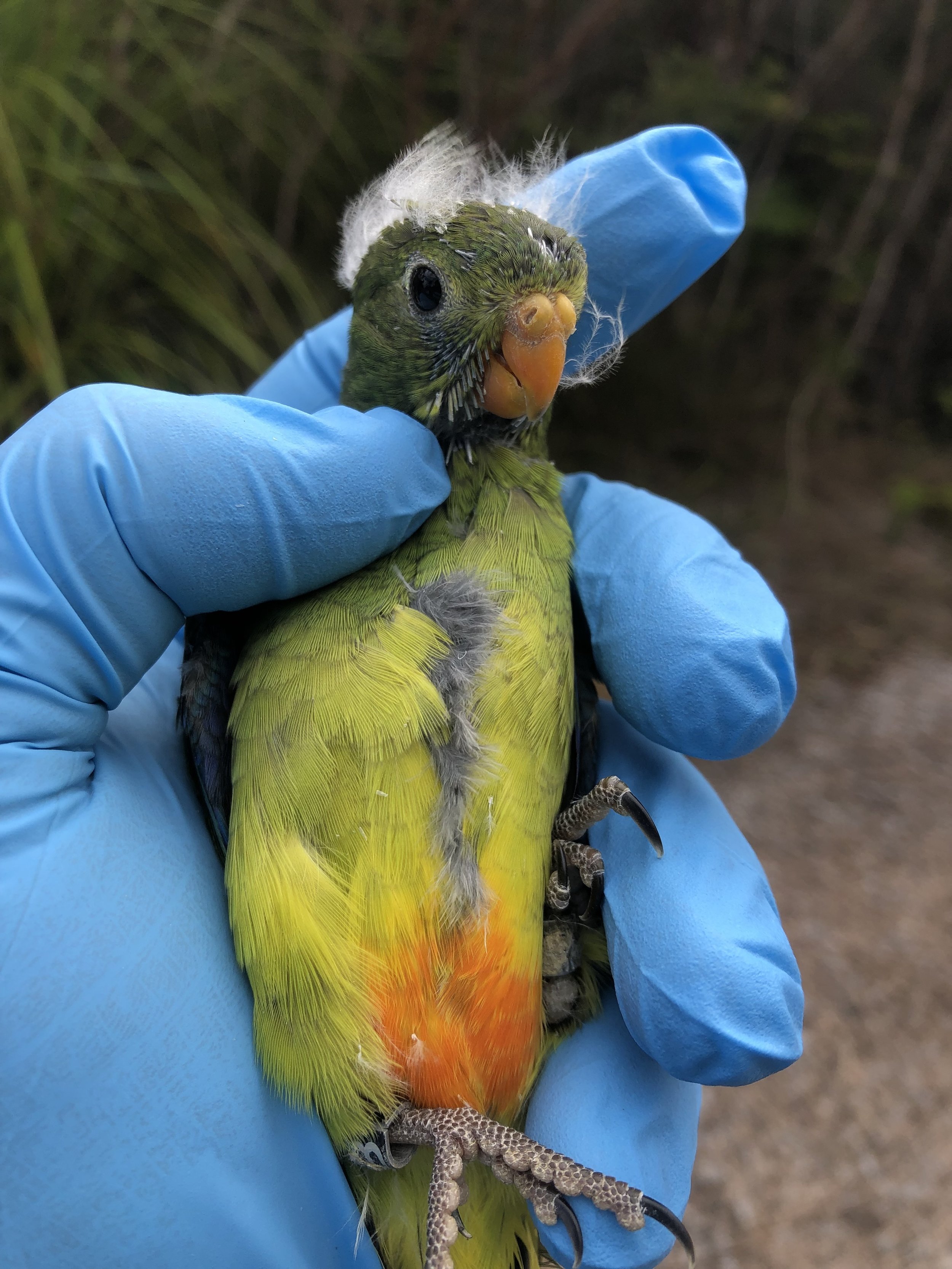 Orange-bellied parrot — DIFFICULT BIRD RESEARCH GROUP