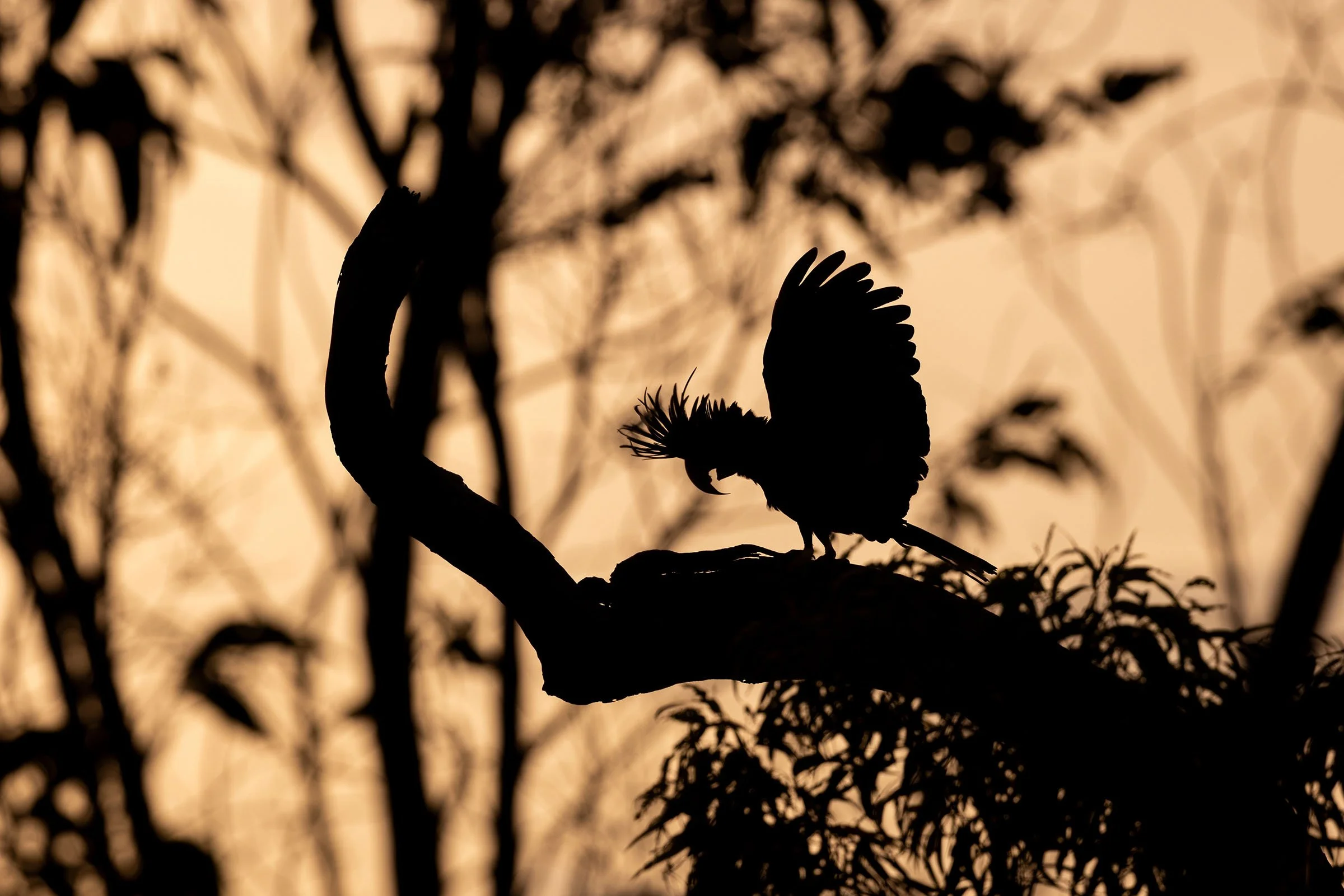 Palm Cockatoo_David Stowe_5B_2400.jpg