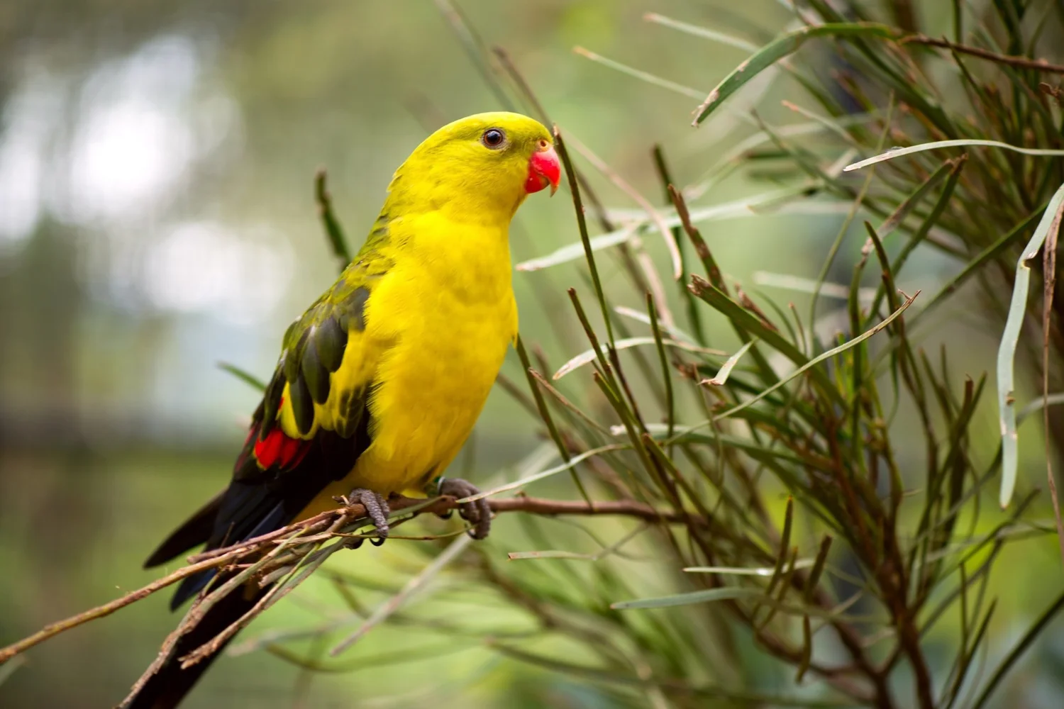 DIFFICULT BIRD RESEARCH GROUP