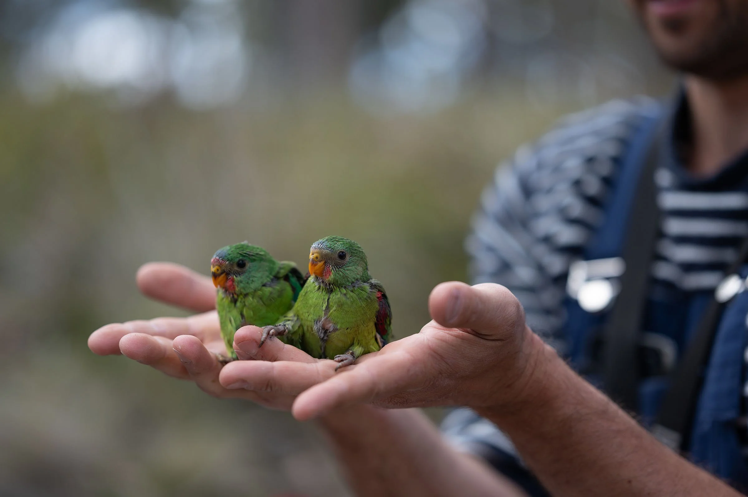 20191119_SwiftParrot-5693_2400_5.jpg