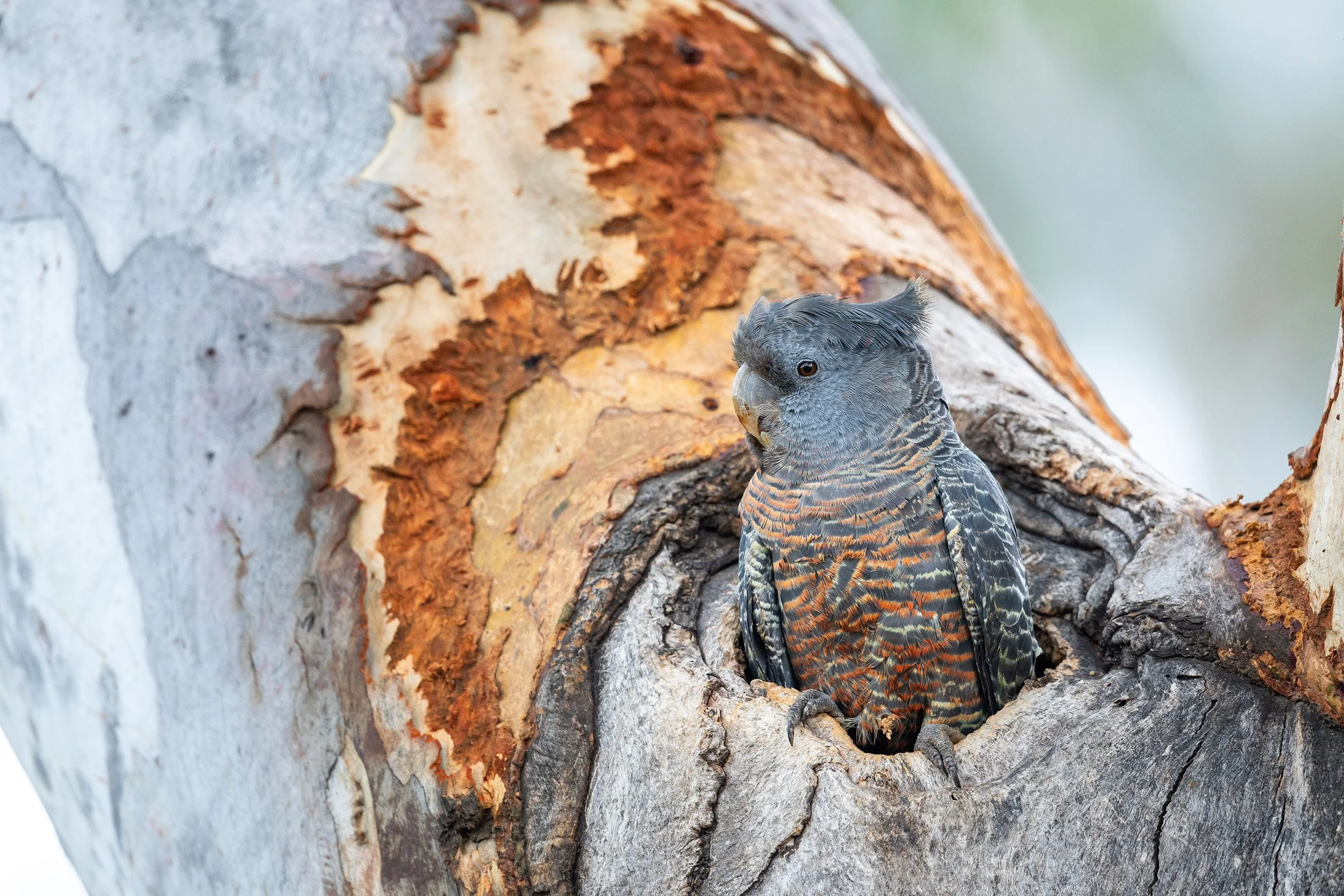 Gang-gang_David Stowe_94A1732 (1)_2400.jpg