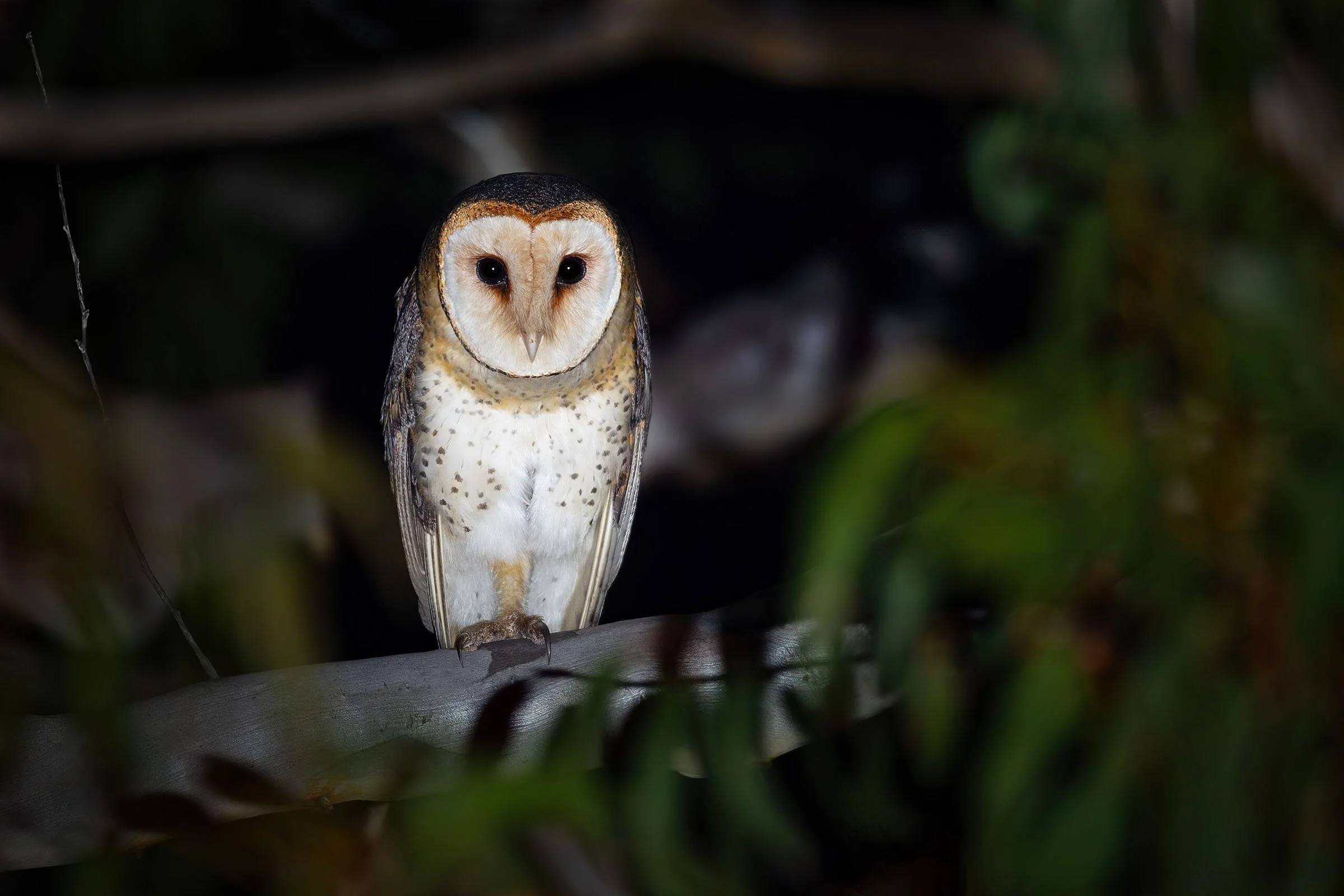 Australian_Masked-Owl_0A2A8179_2400.jpg