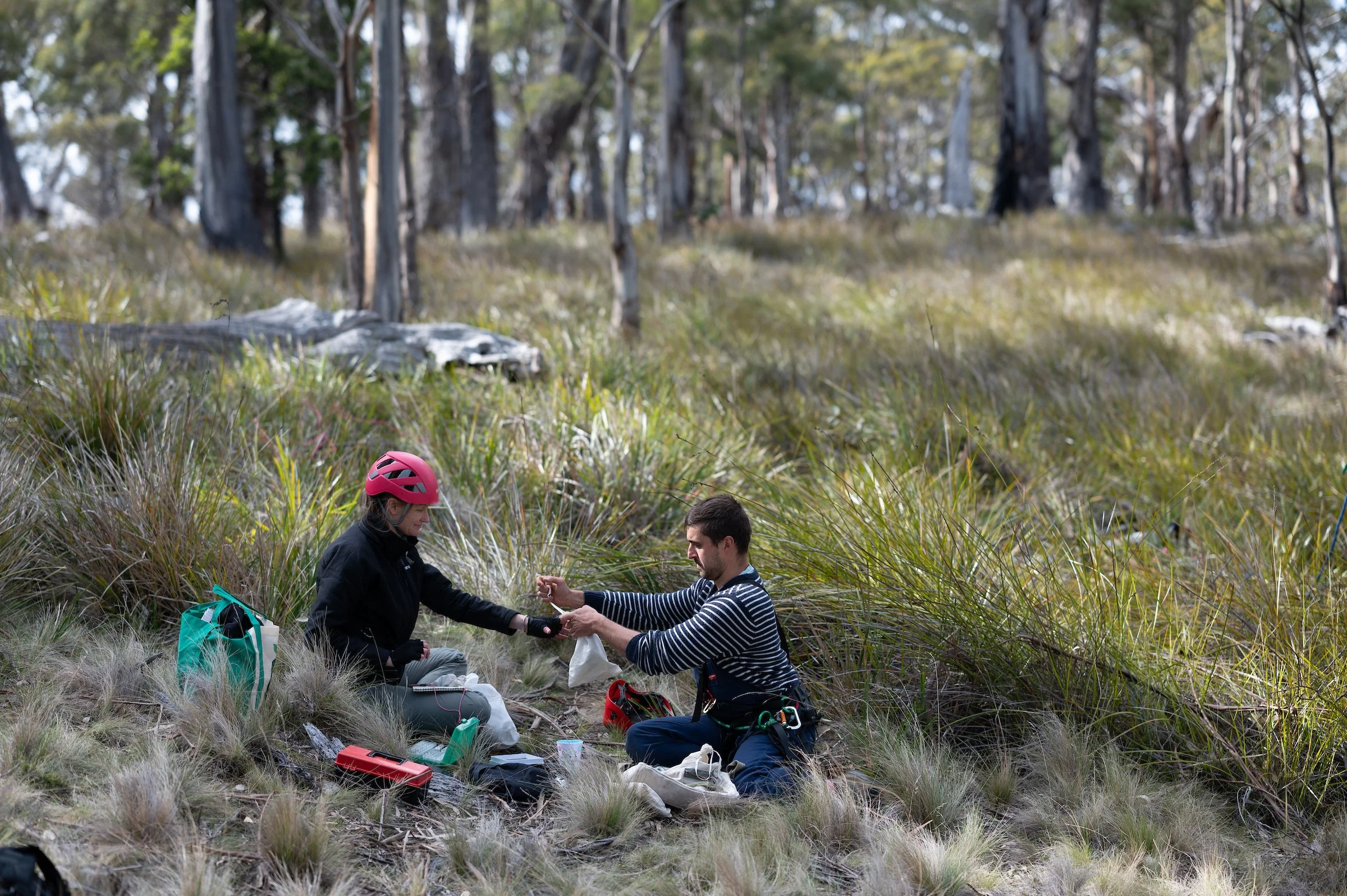 20191119_SwiftParrot-5650 (1).jpg