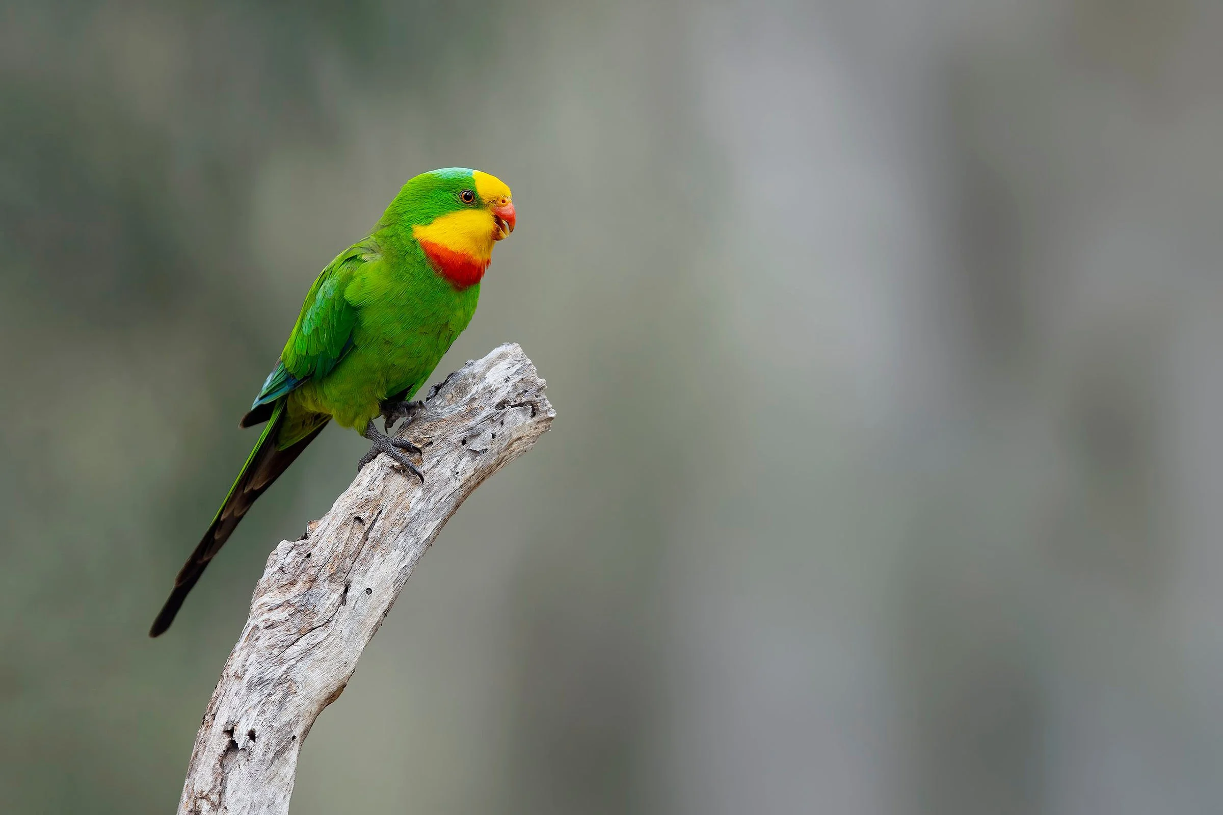 DIFFICULT BIRD RESEARCH GROUP