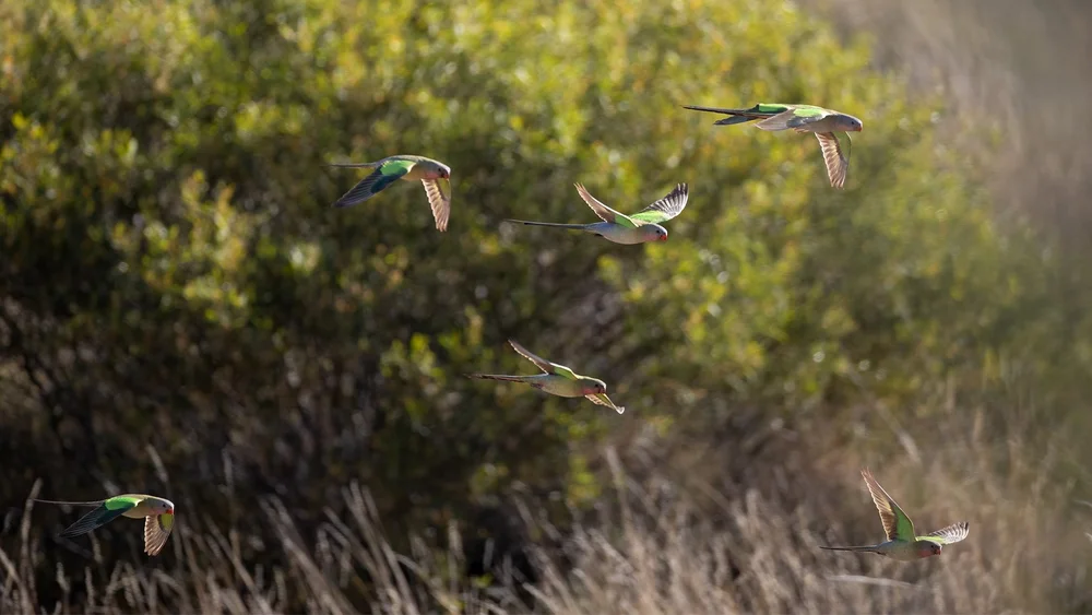 DIFFICULT BIRD RESEARCH GROUP