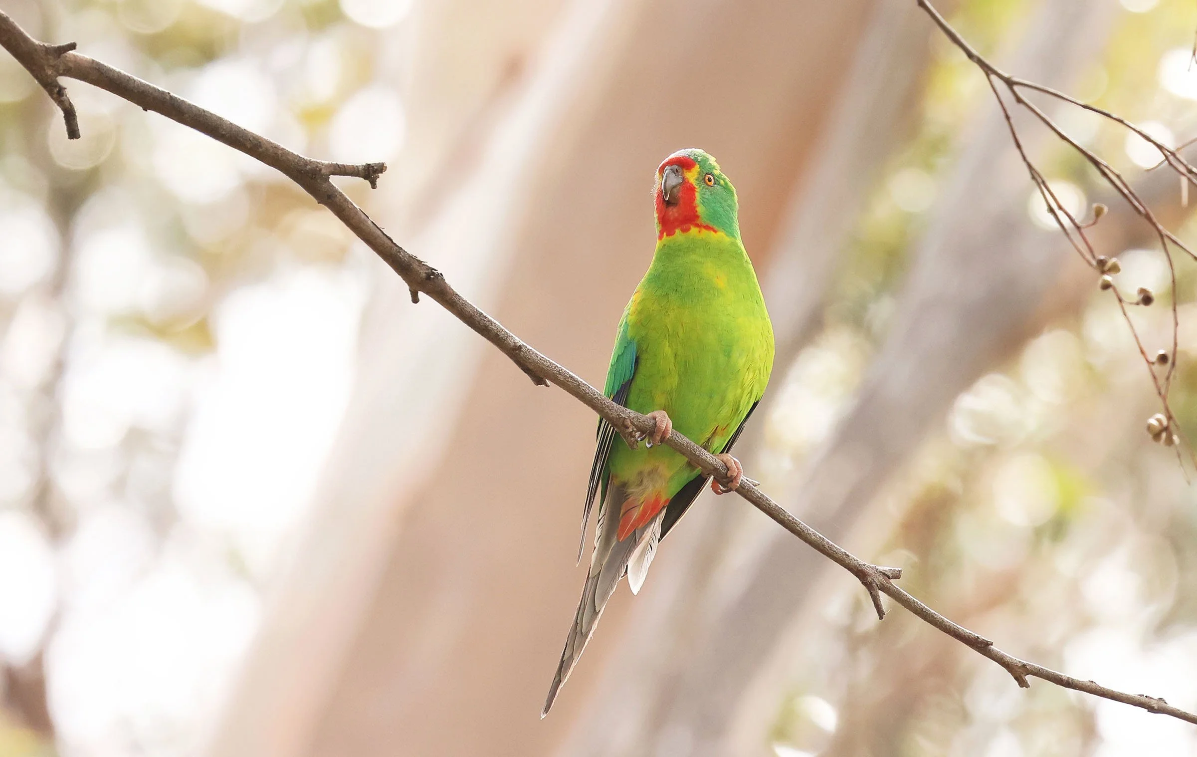 DIFFICULT BIRD RESEARCH GROUP
