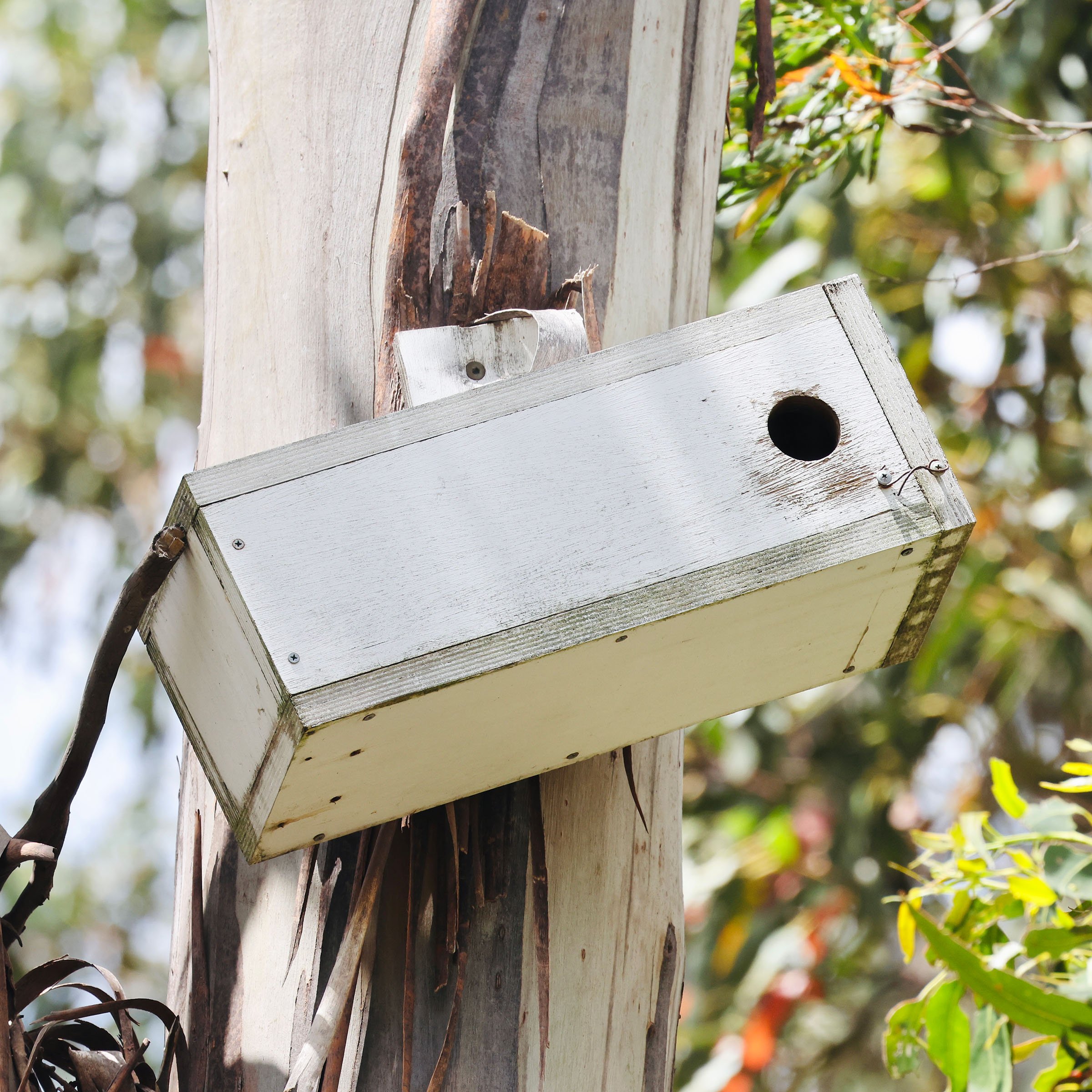 Swift parrot nest box 2- Tom Hunt_2400.jpg