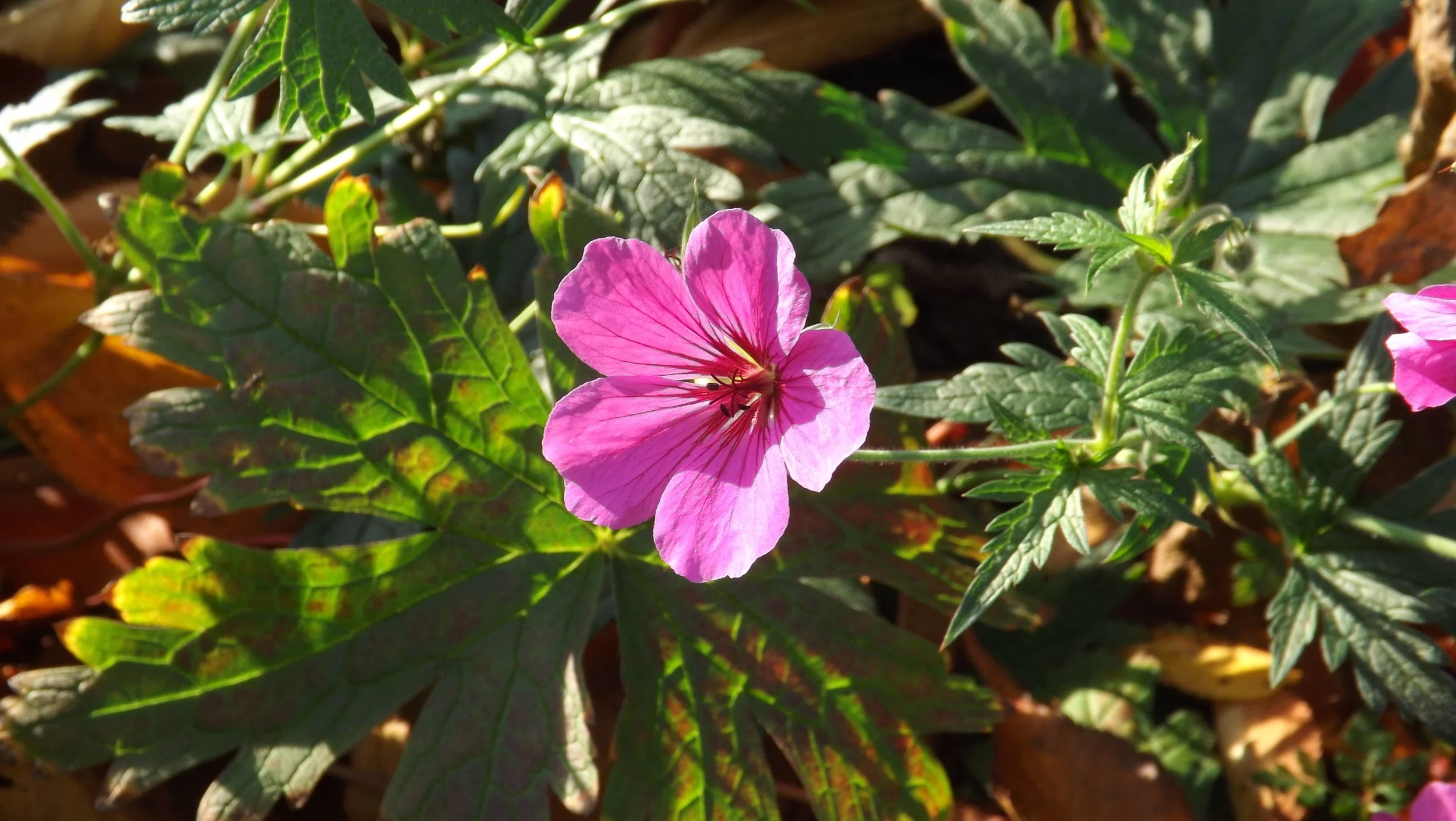 why in Ireland are we so slow to grasp potential of homeopathy in agriculture?