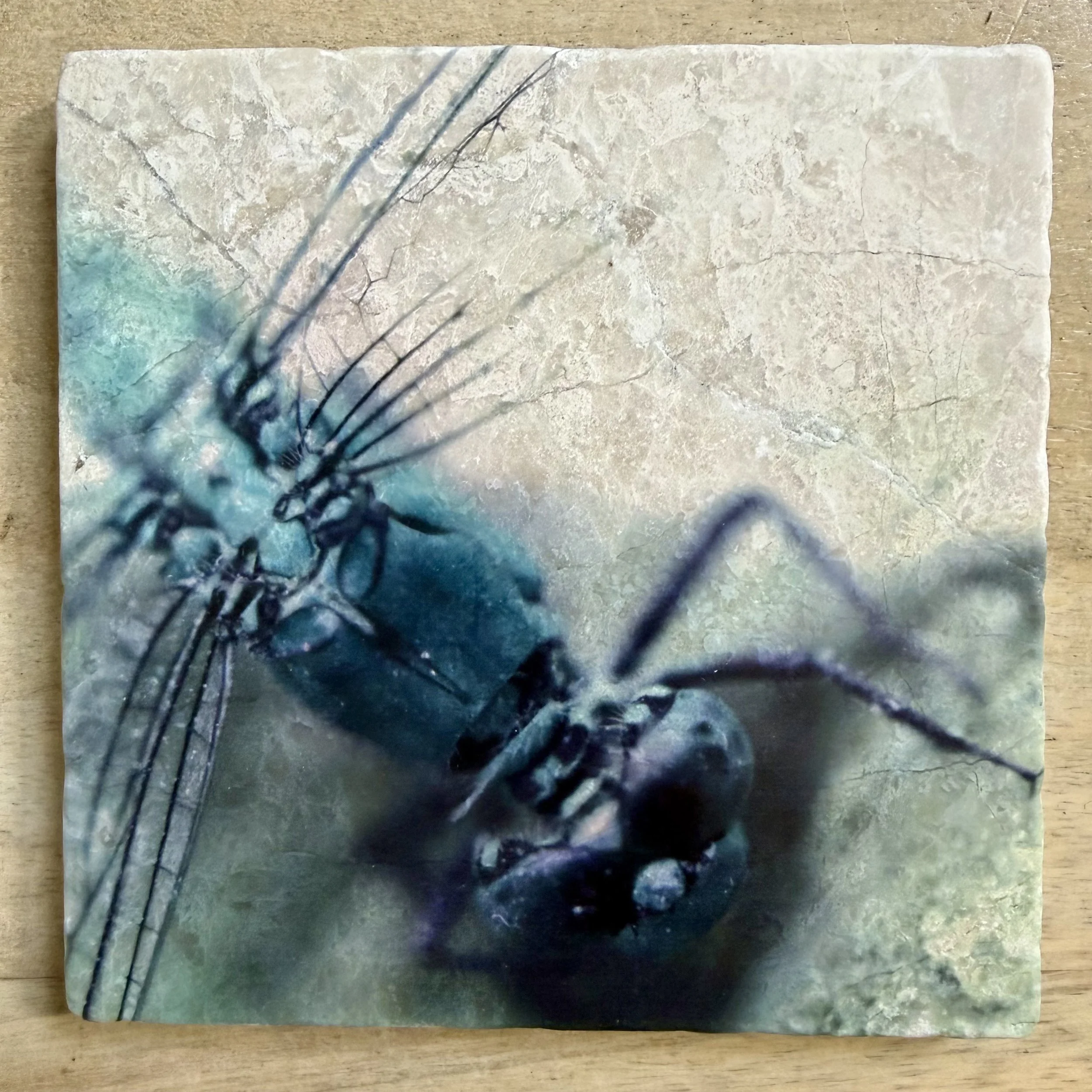 Dragonfly Drink Coaster