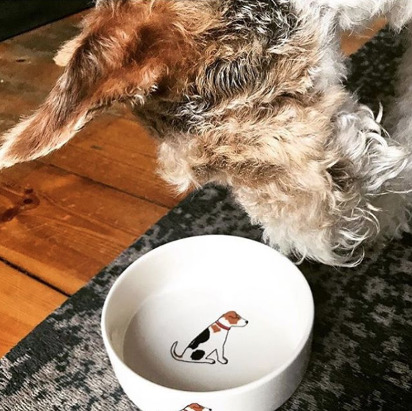 Cute dog not included (unfortunately)