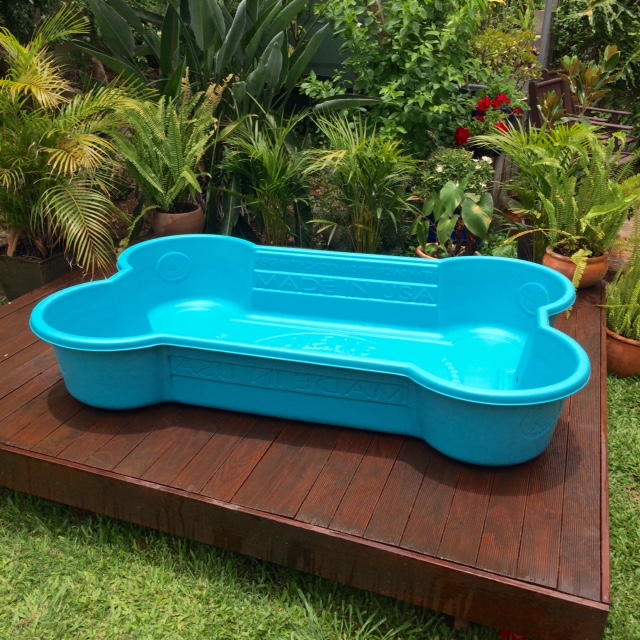one dog one bone dog pool