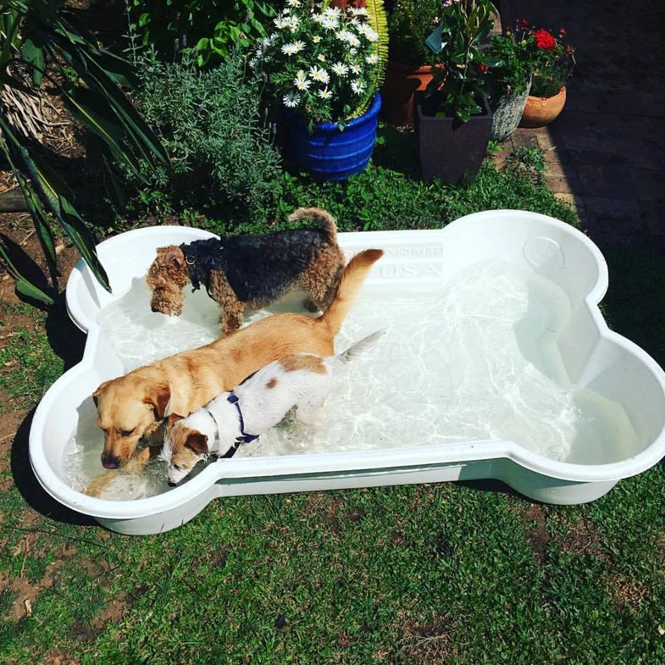 bone shaped dog pool cheap