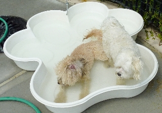 Paw Pool - White — Dog Pools