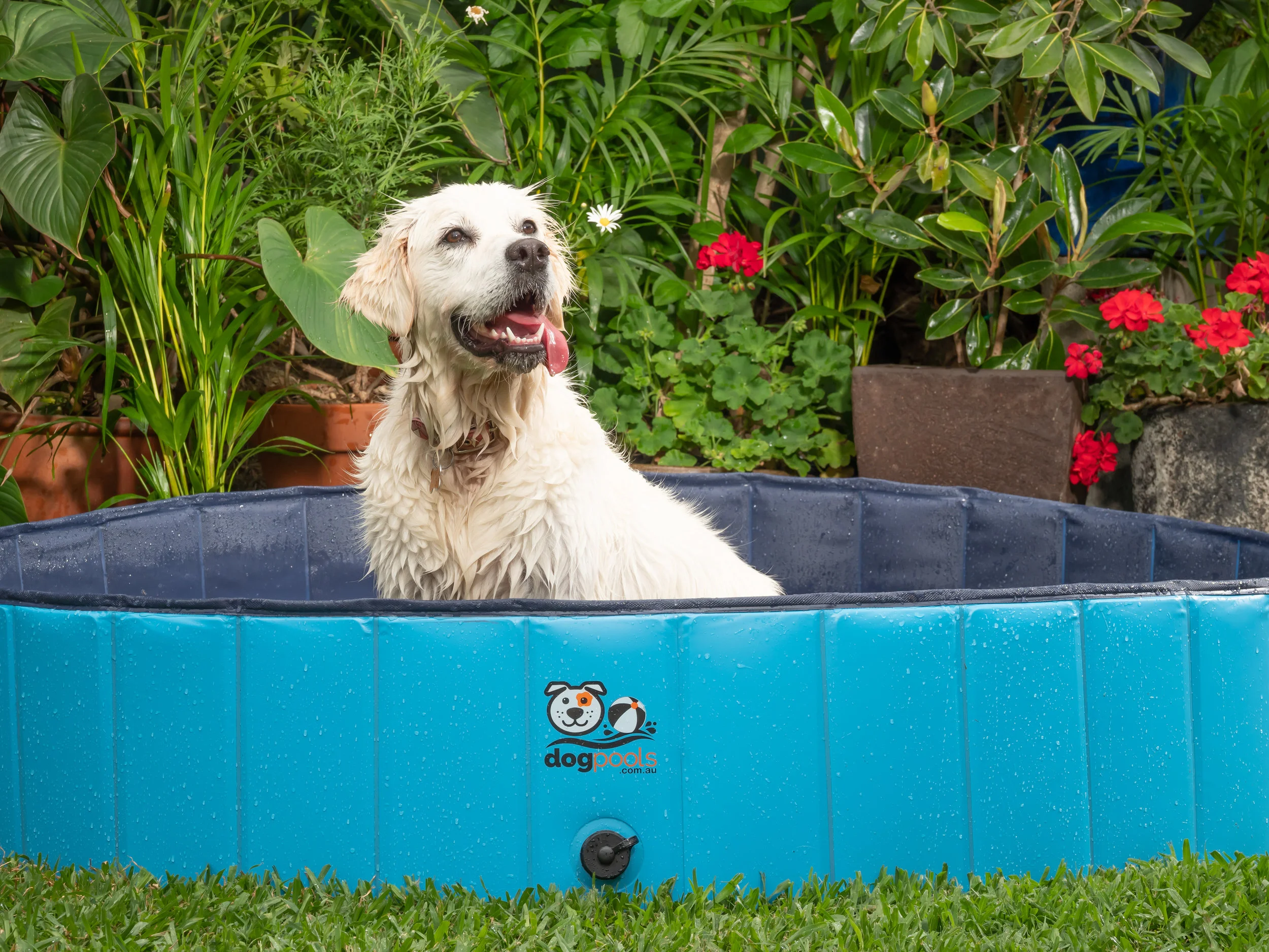 chew proof dog pool
