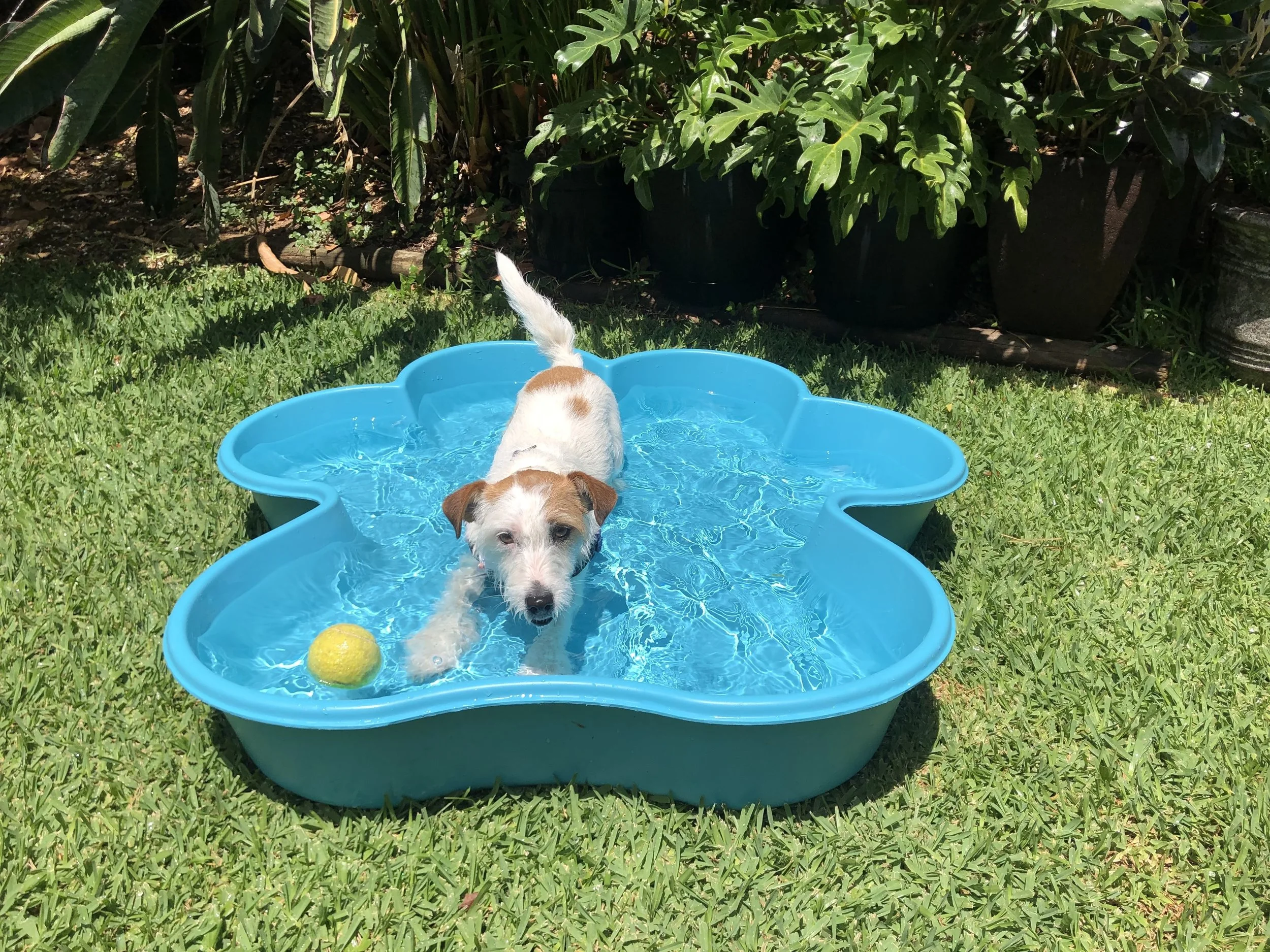 Plastic pools for dogs