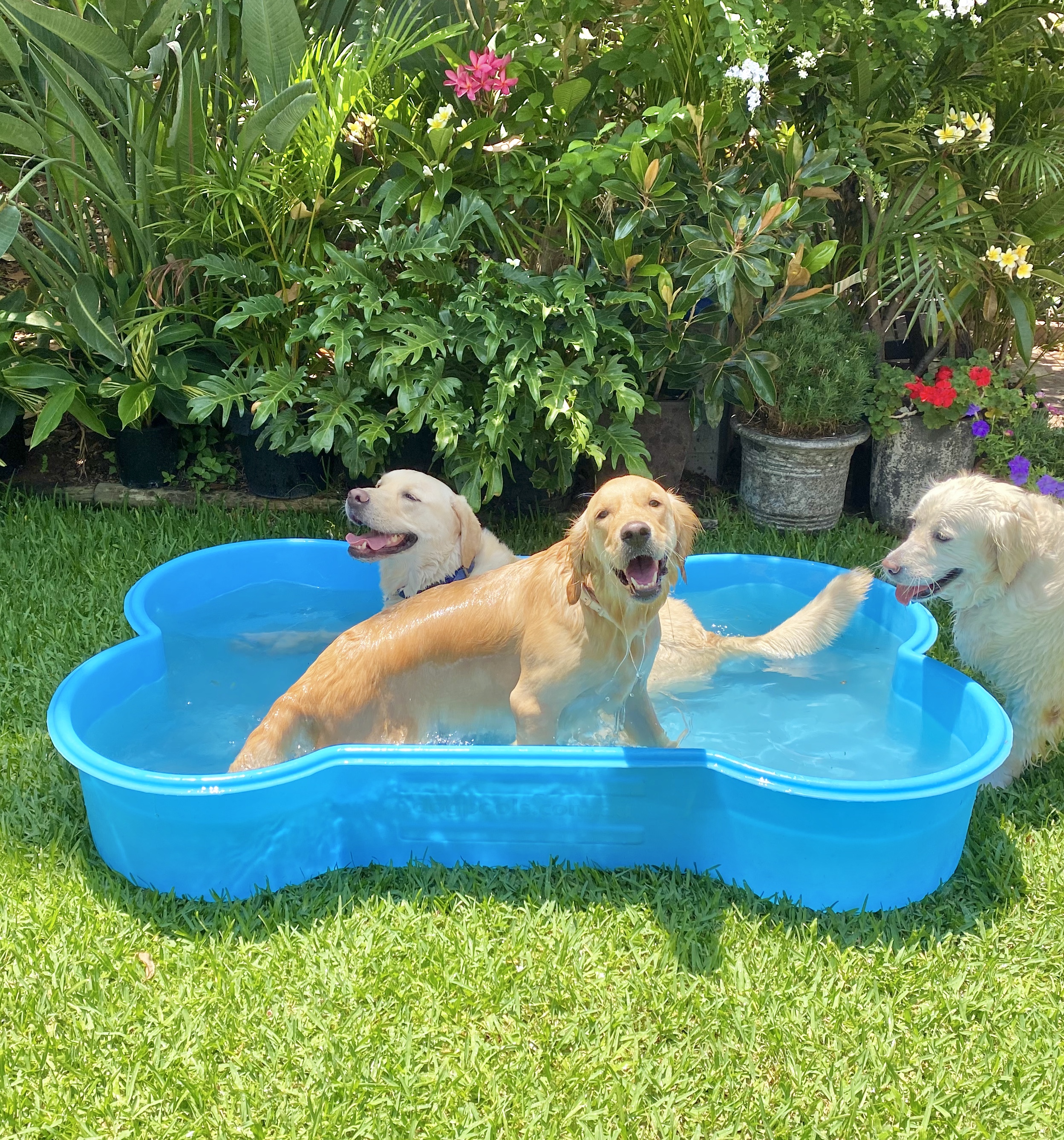 bone shaped dog pool