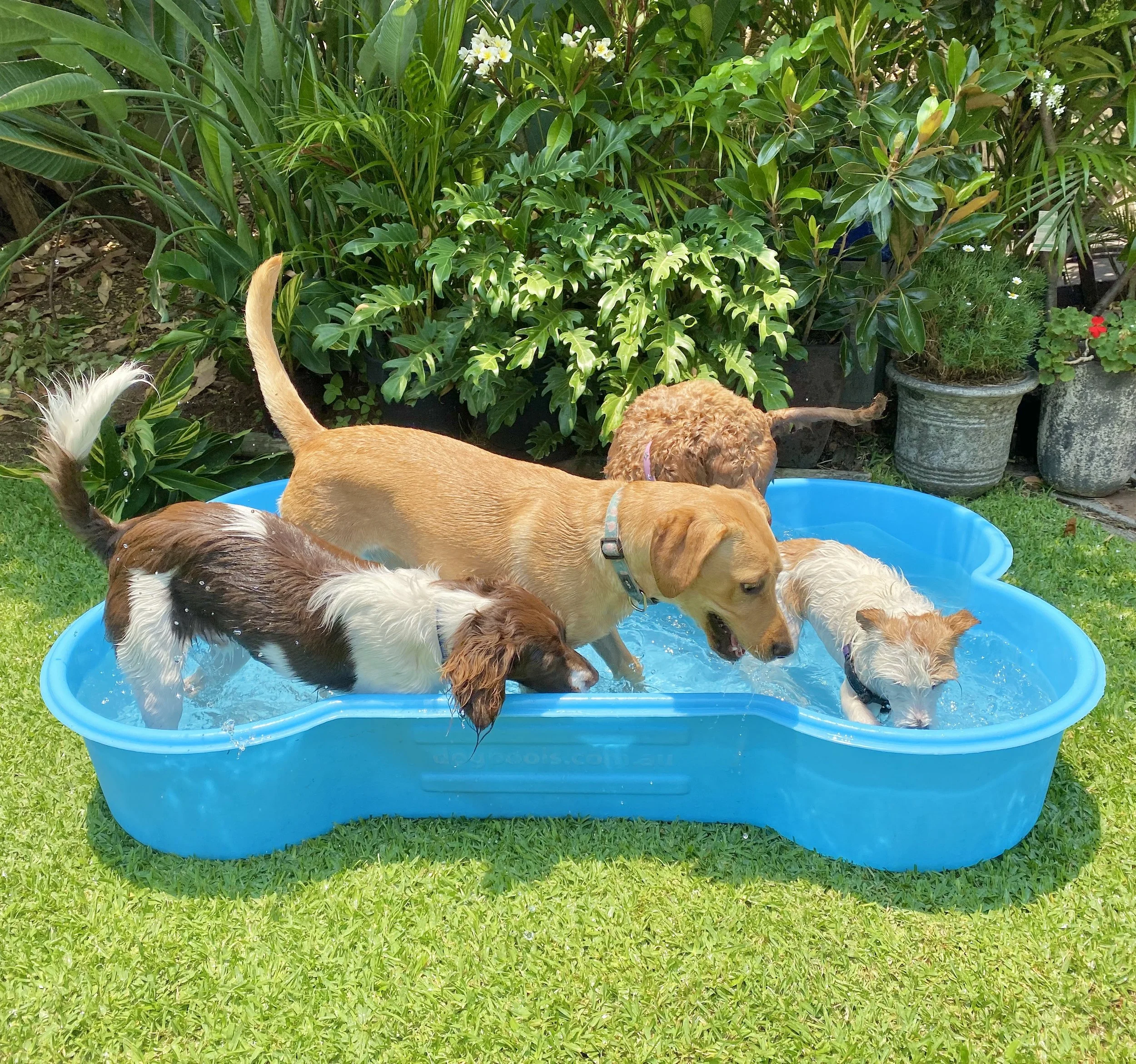 bone shaped pool for your dog