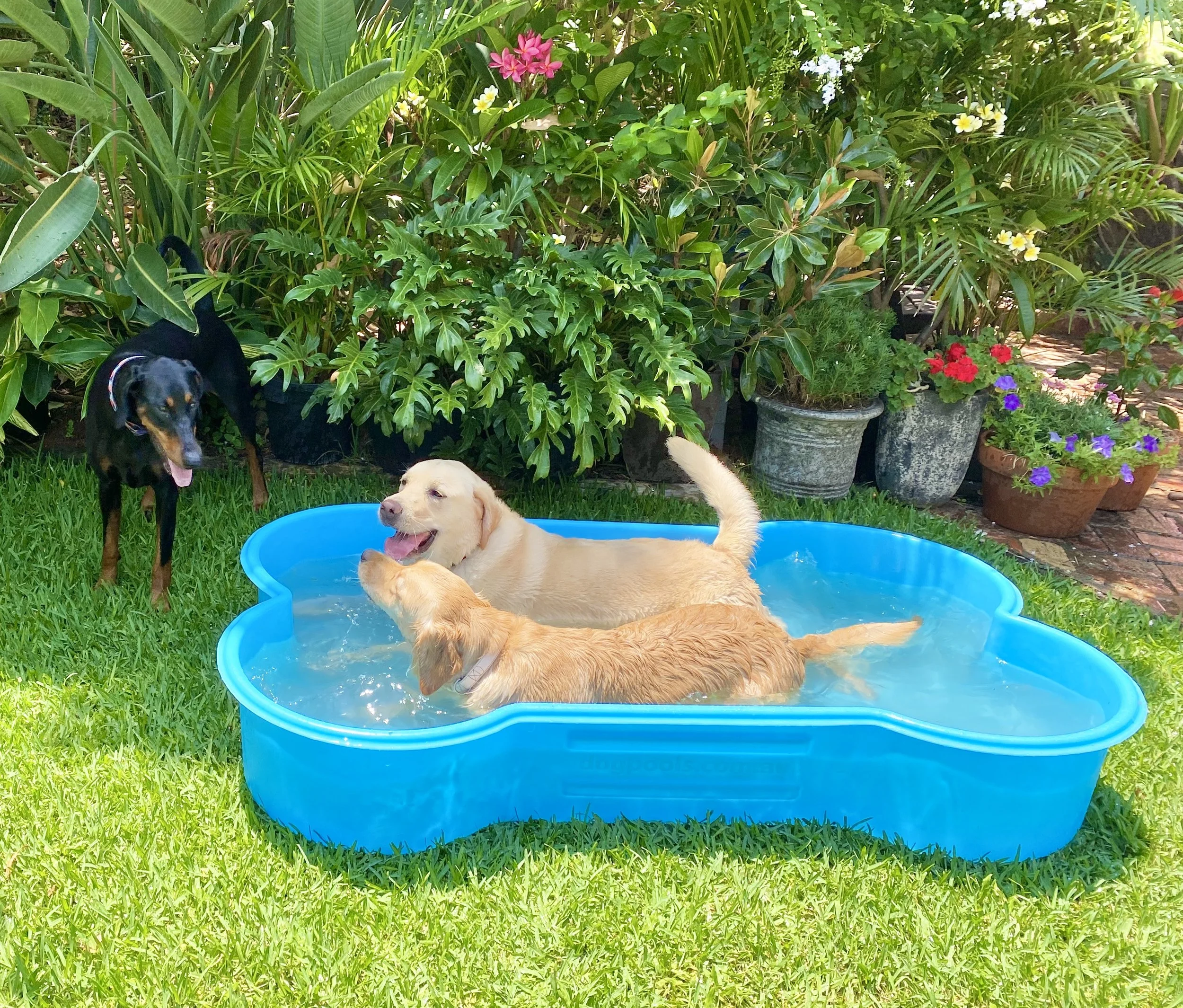dog pool shaped like a bone