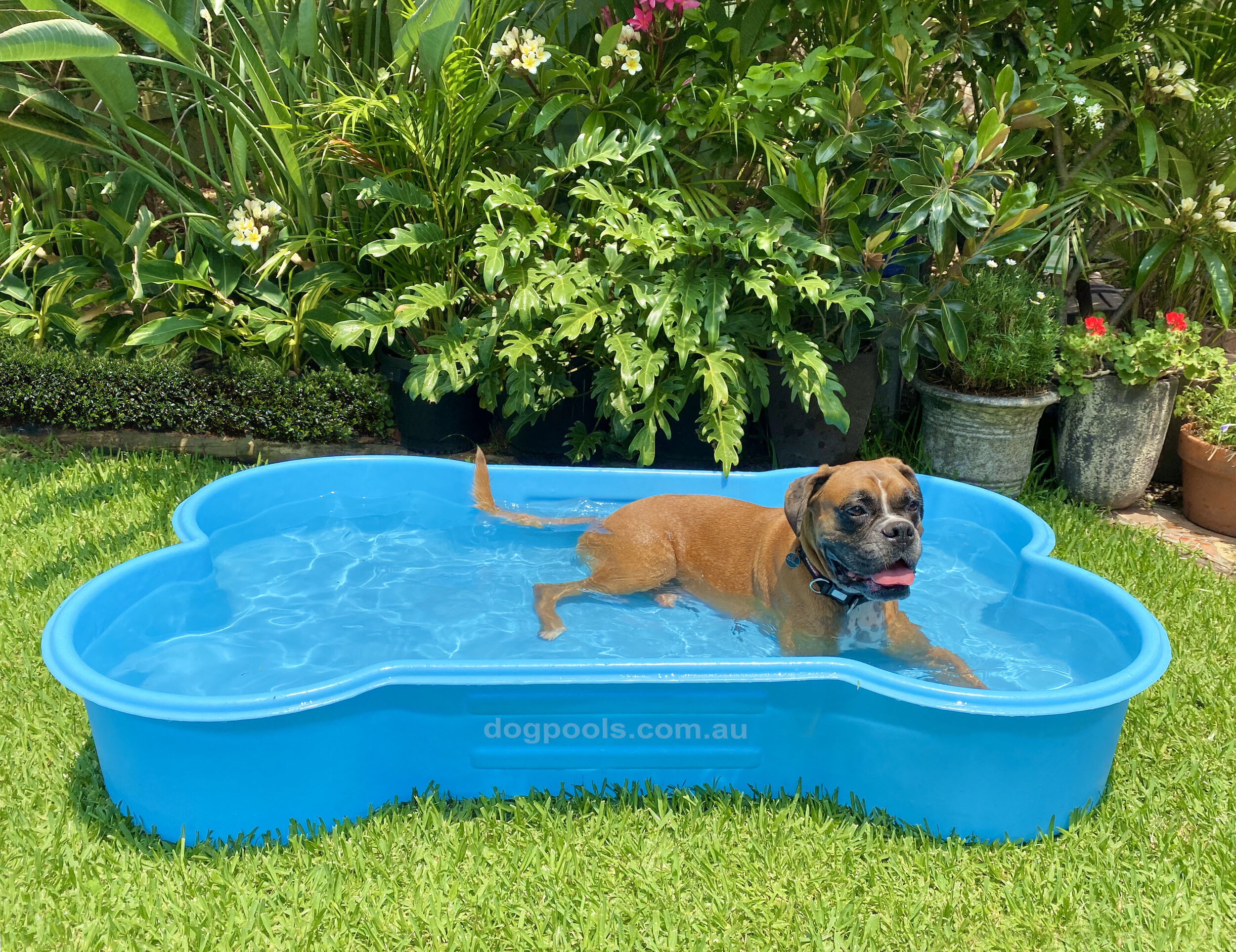 hard plastic dog pool