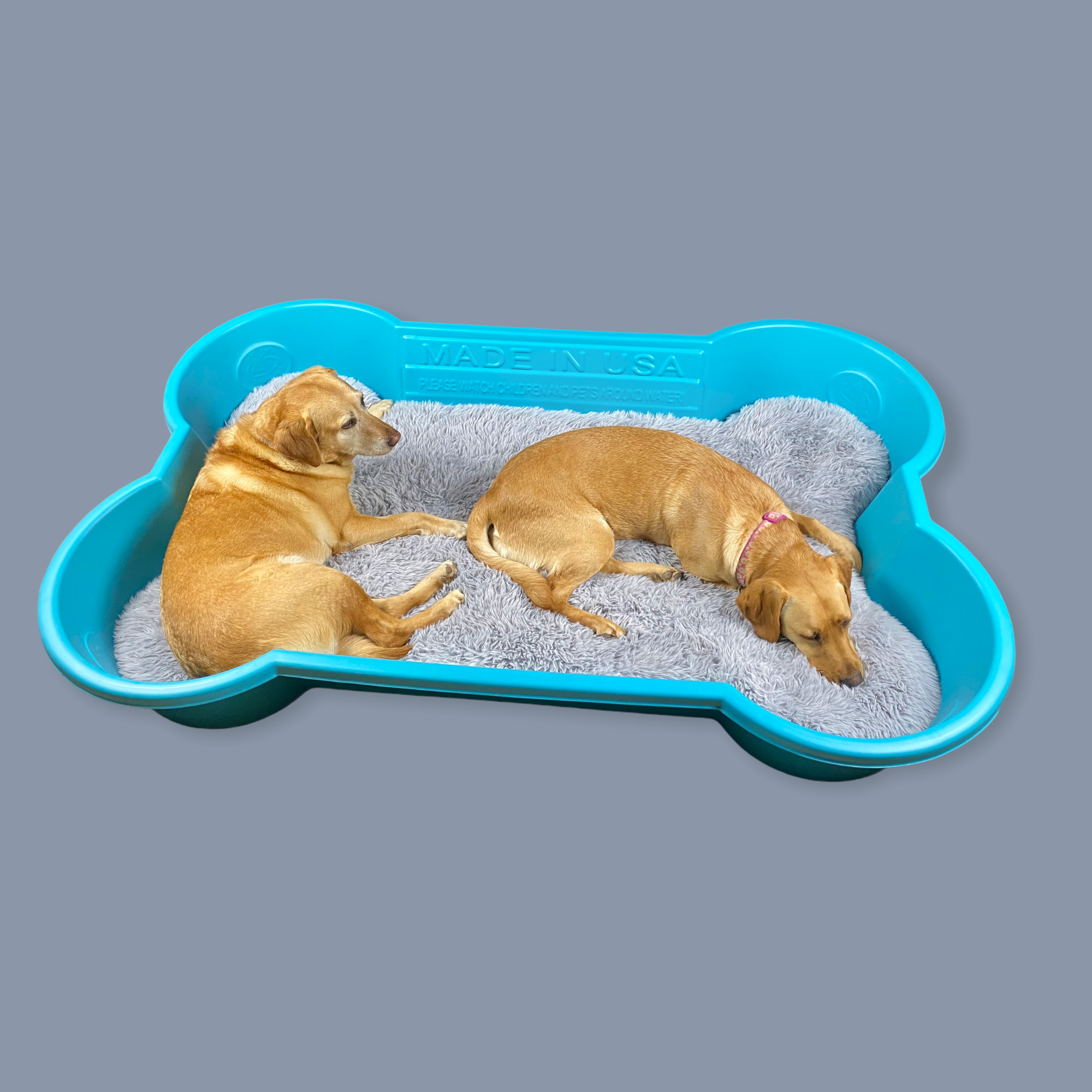 one dog one bone pool