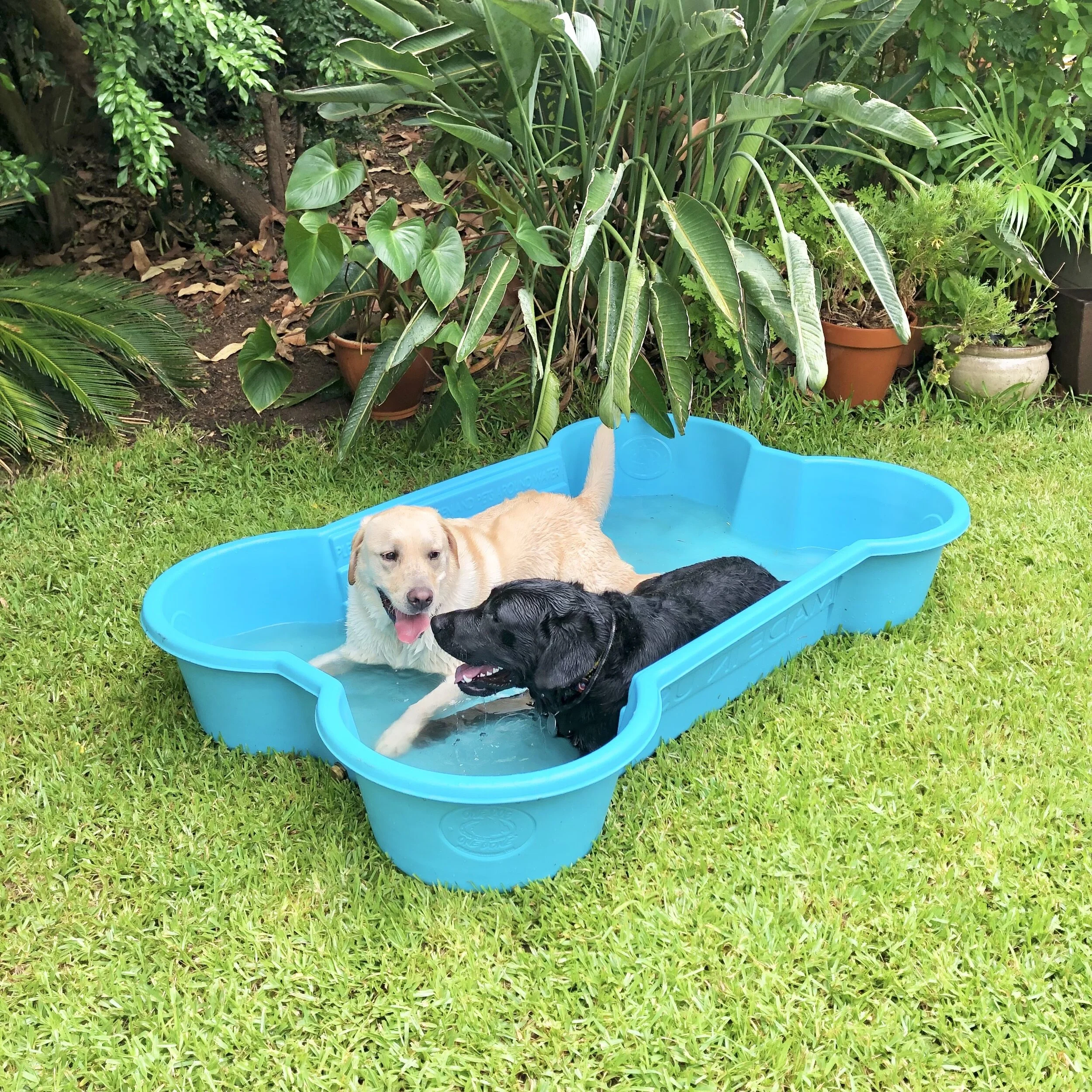 one dog one bone pool