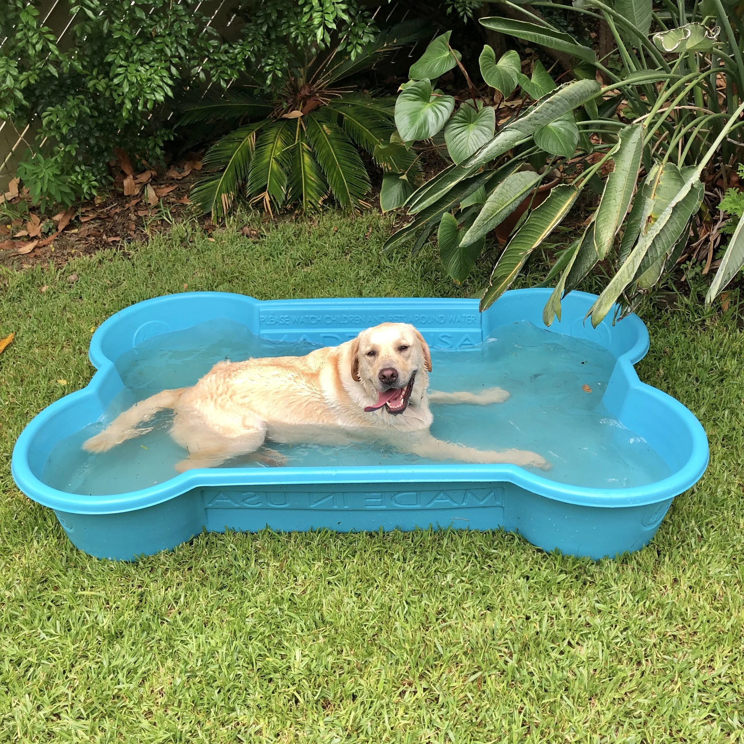 one dog bone pool