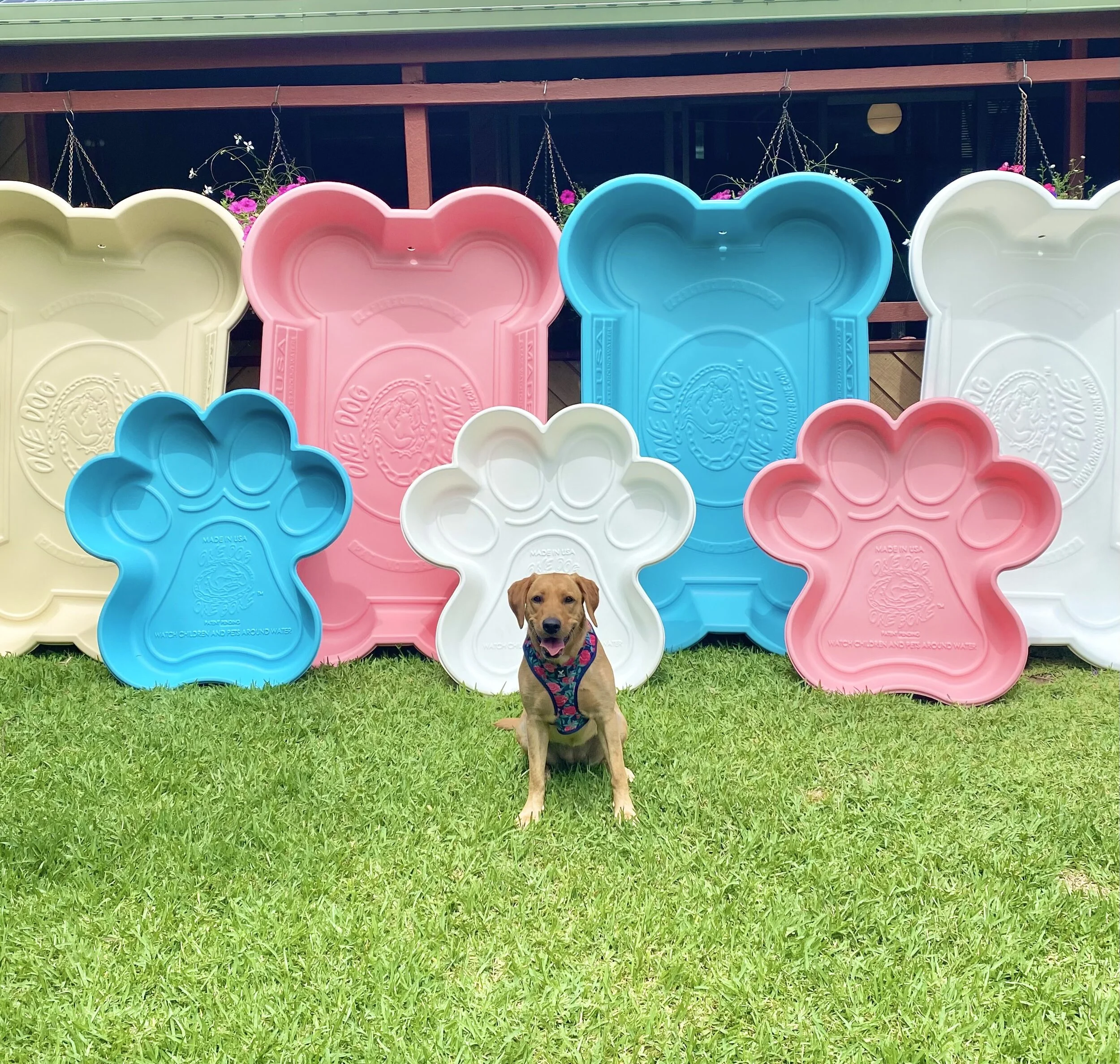 dog pool shaped like a bone