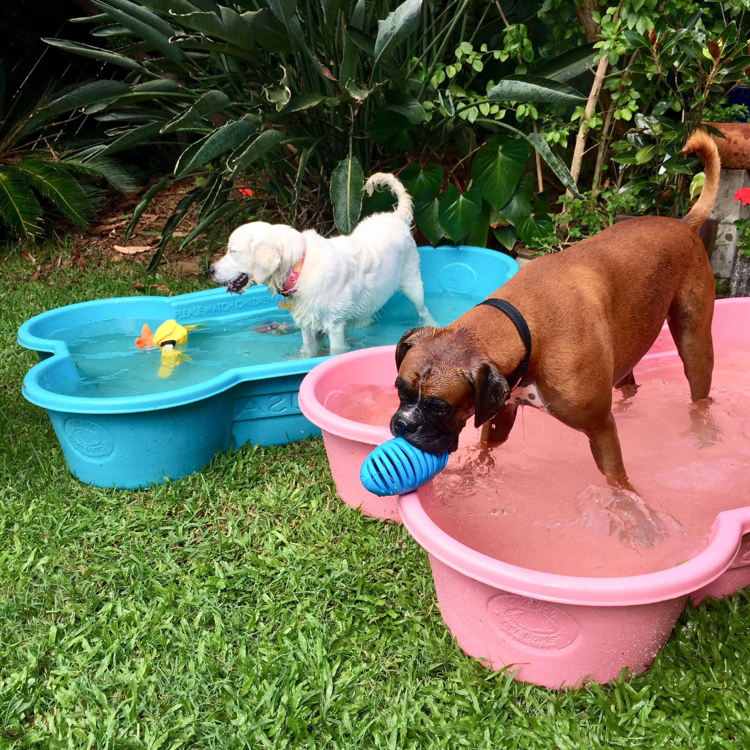 one dog one bone pool