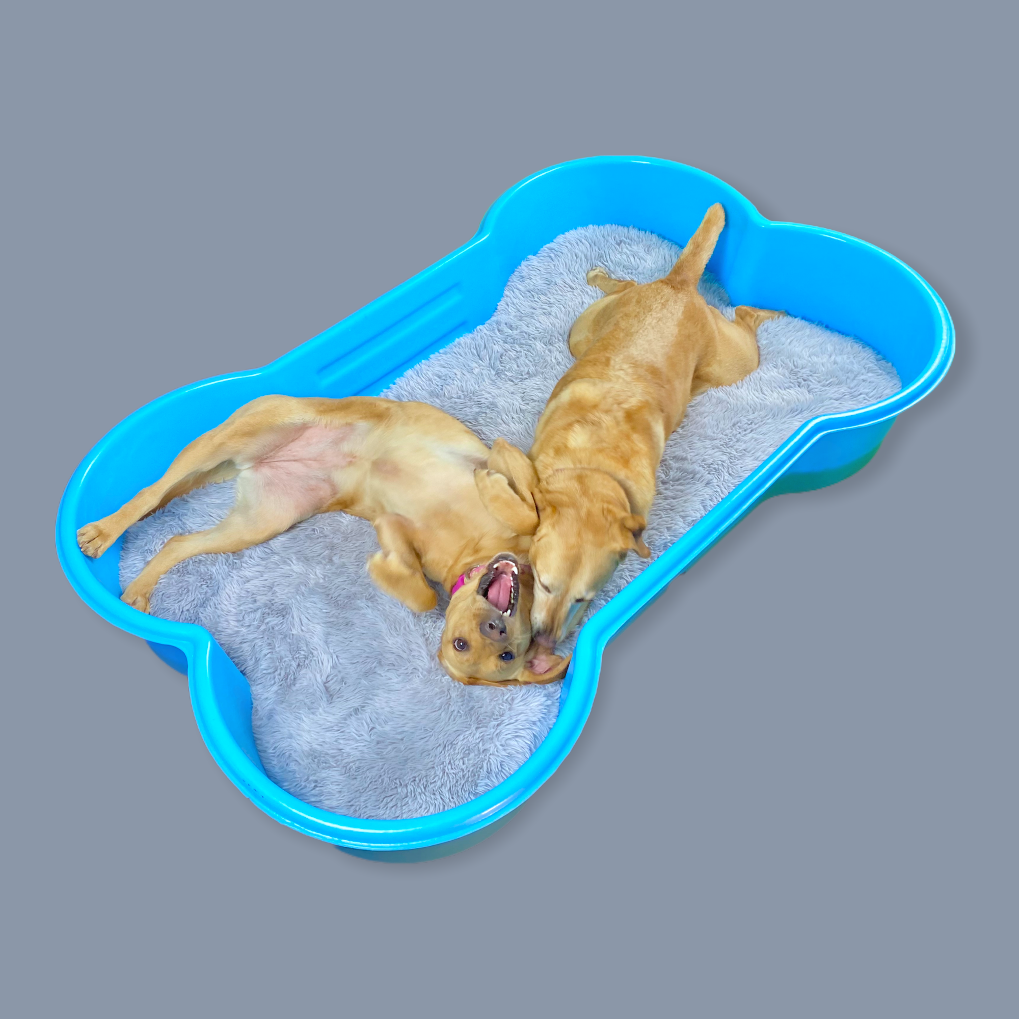 bone shaped pool for your dog