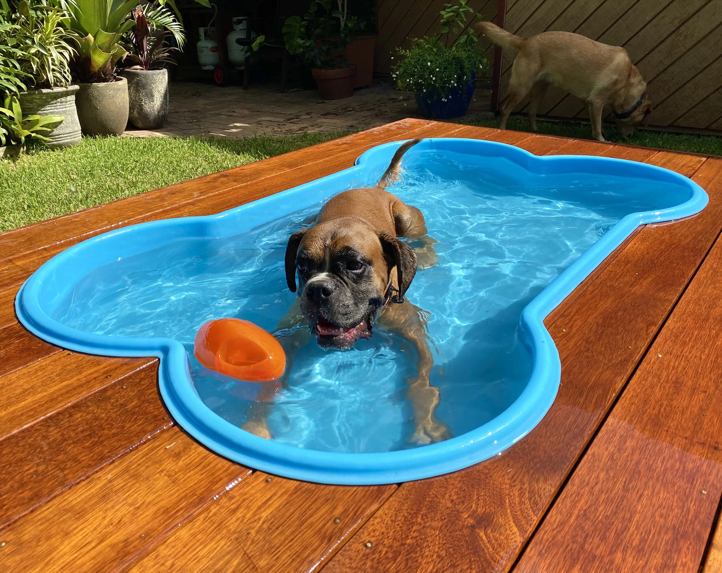 bone shaped pool for your dog