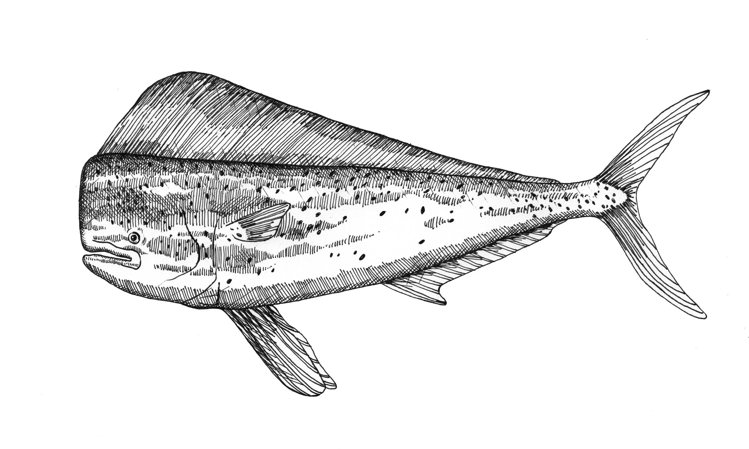 8.mahi-mahi.jpg