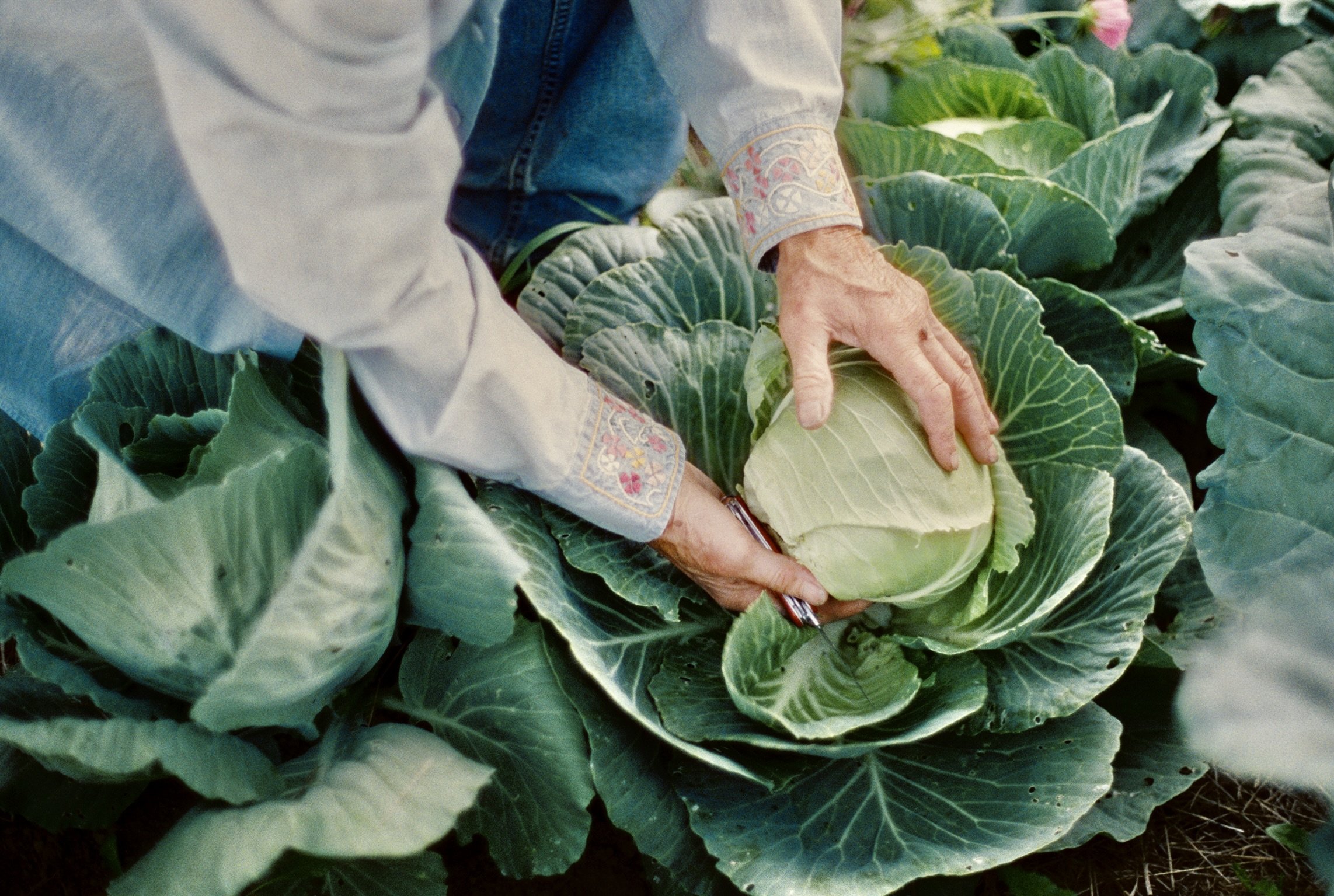 Wythe NYC SS26, Vermont