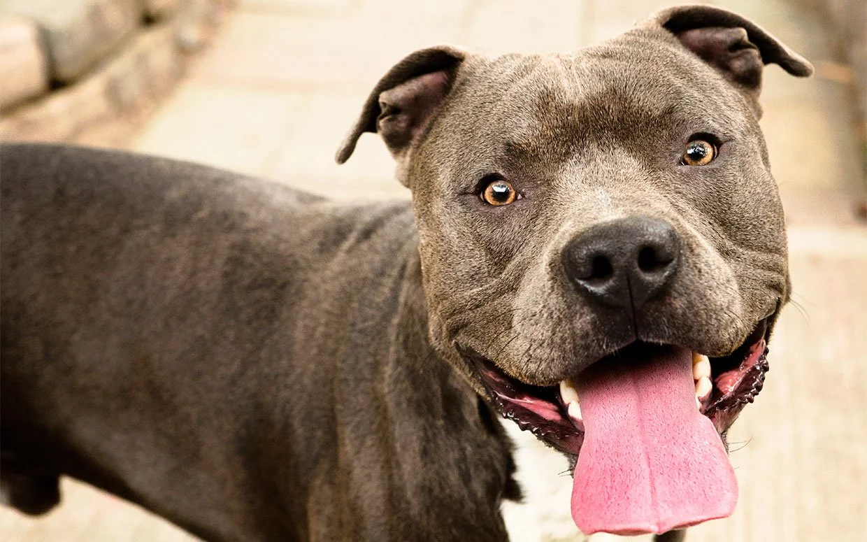 pitbull-michael-vick-rescue-ftr.jpg