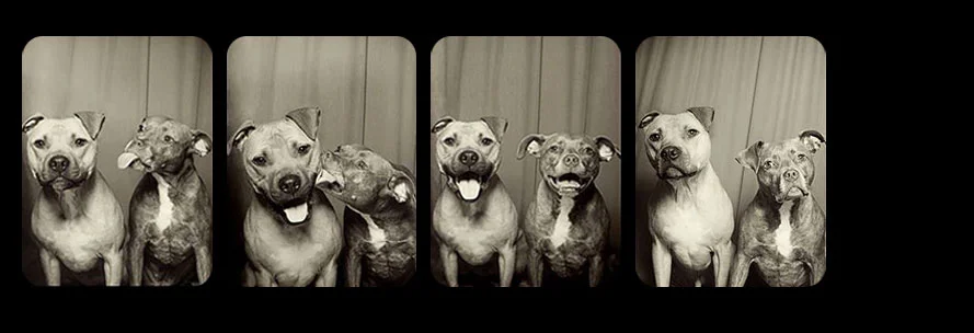 IDA_pit_bull_injustice_web.jpg