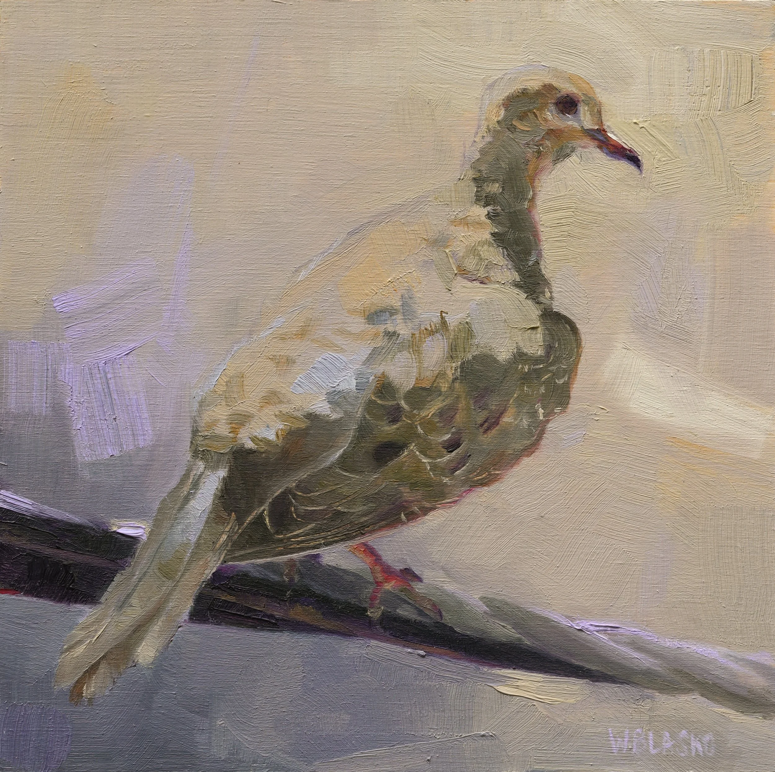 Mourning Dove