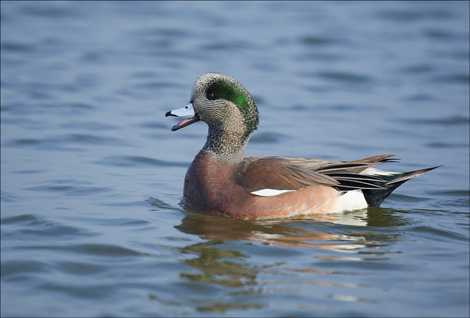 American wigeon for e-mail copy.jpg