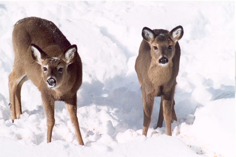 deer in snow print copy.jpg