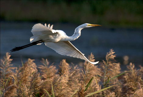Great Egret flying for club copy.jpg