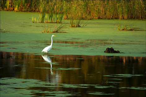 Great Egret fore-mail copy.jpg