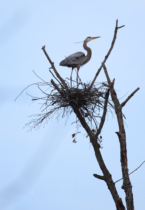 heron in tree 2 for e-mail copy.jpg