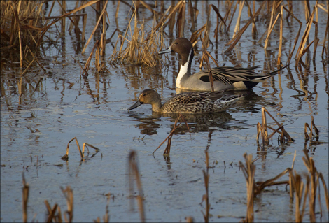 Pintails for e-mail copy.jpg