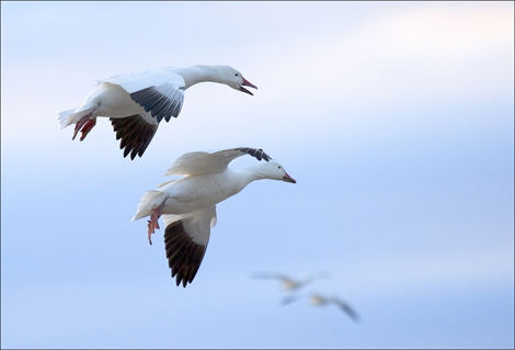 Snow geese flying for club copy.jpg