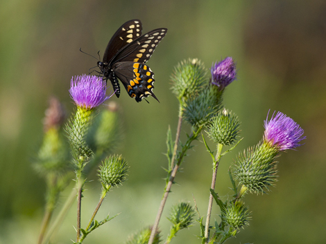 Swallowtail Butterfly for e-mail copy.jpg
