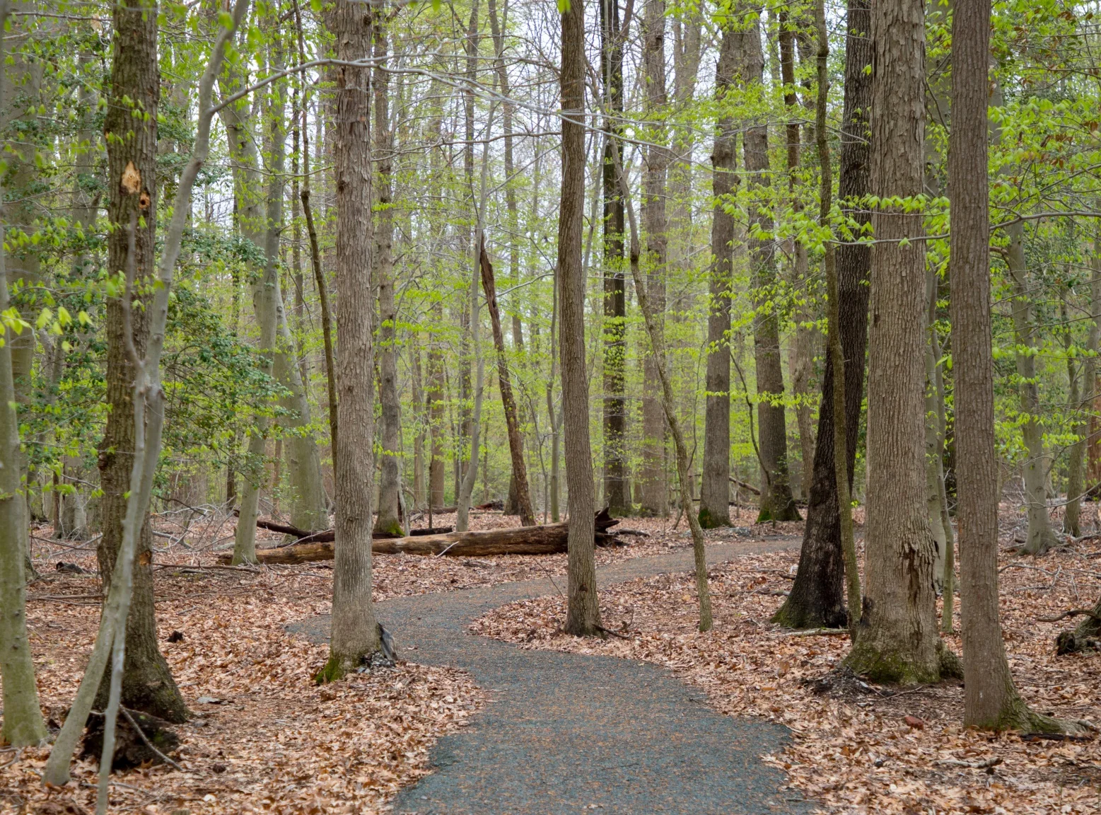 fork-branch-1.jpg