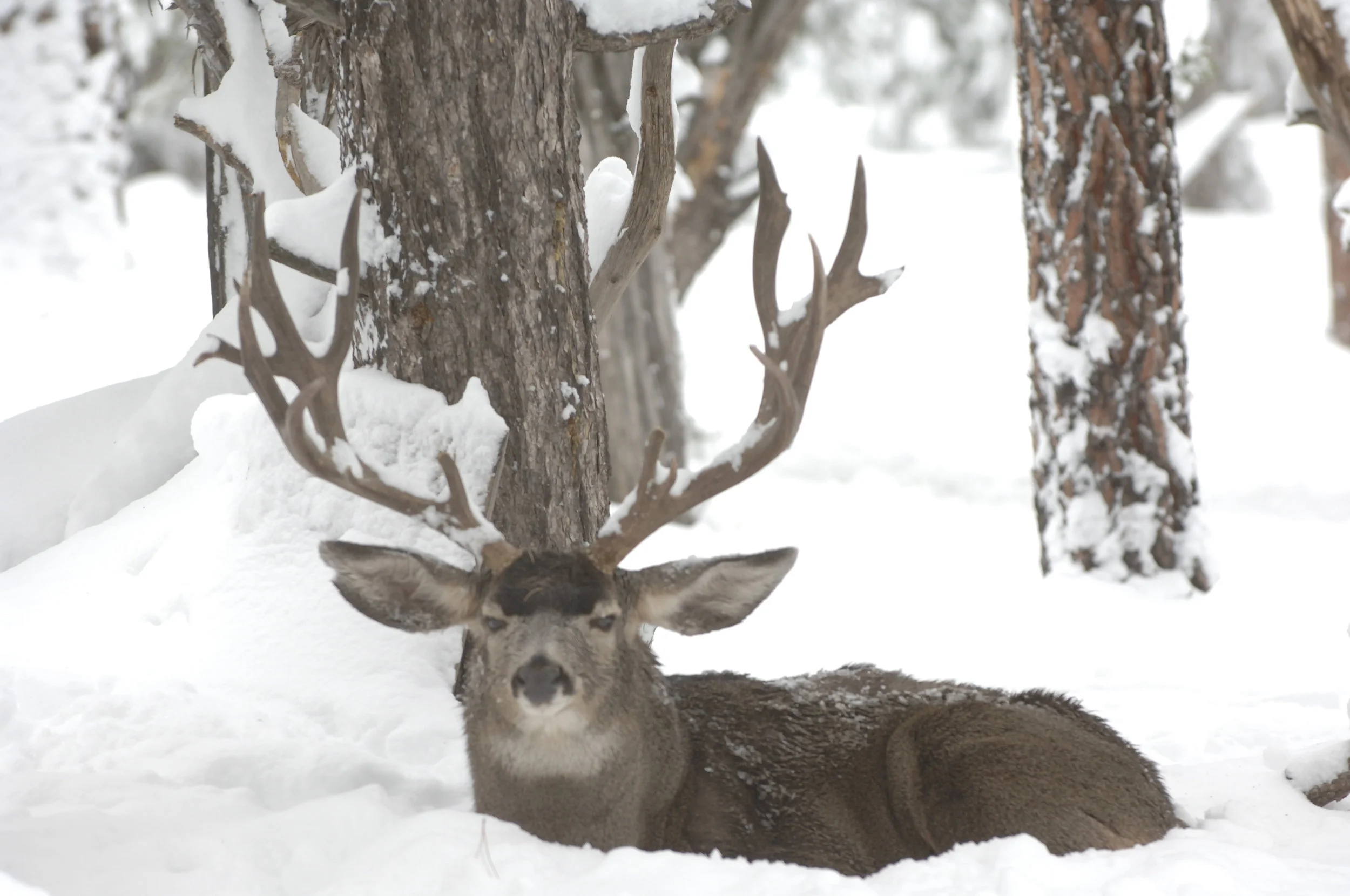 Mule deer snow G.Andrejko.JPG