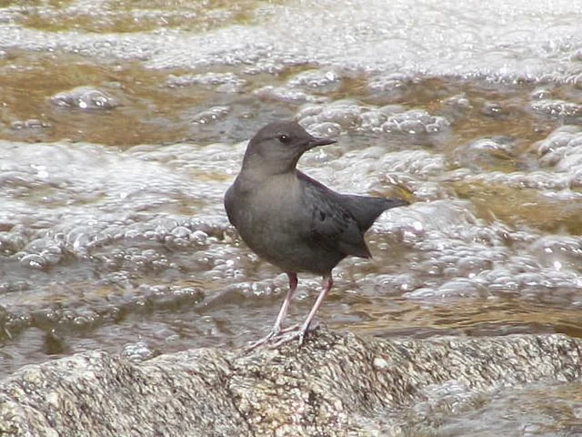 AmericanDipper_MatthewBrooks_2010.JPG