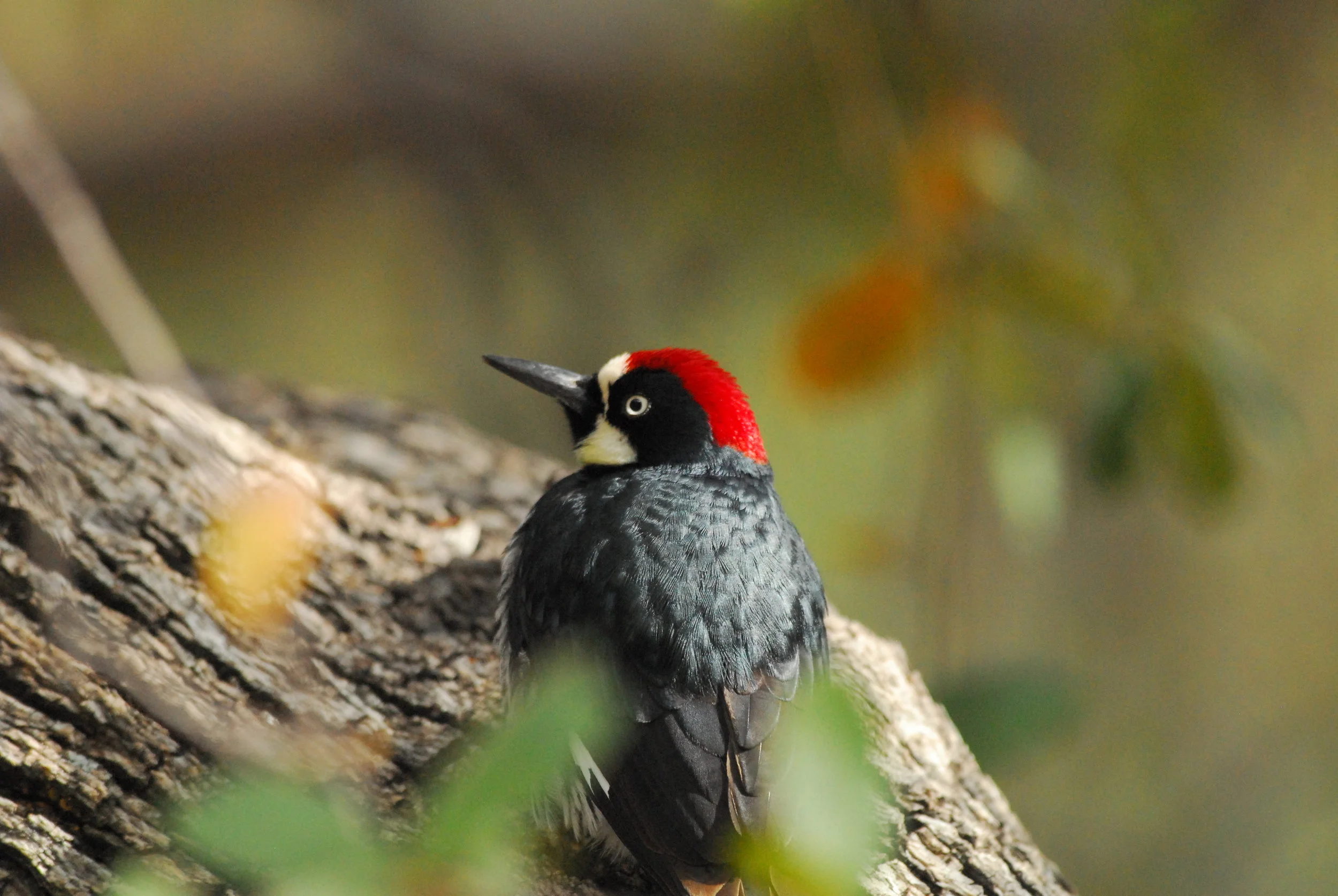 Acorn woodpecker George Andrejko.JPG