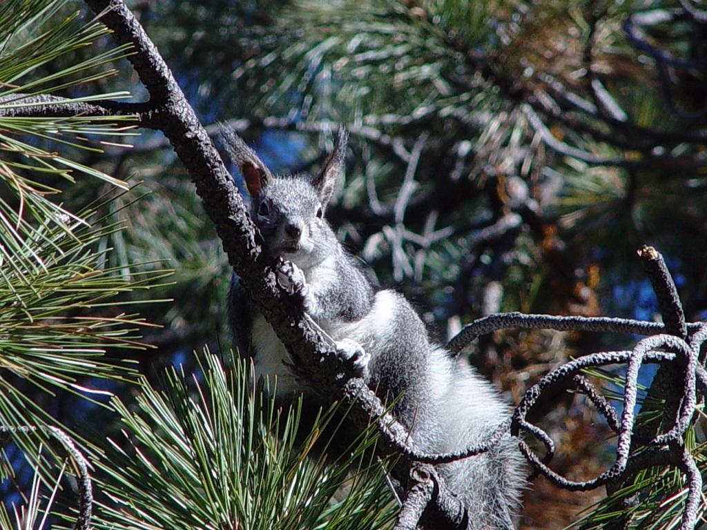 An Abert's Squirrel watches from the tops of a Ponderosa pine tree. These Arizona natives rely on Ponderosa pine for food, shelter, and escape from predators. Photo by Arizona Game & Fish Department